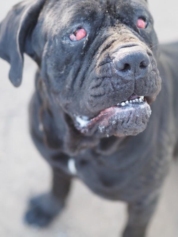 Enlarge Tinkerbell, a Adoptable Cane Corso in Windsor, CO image 5/5