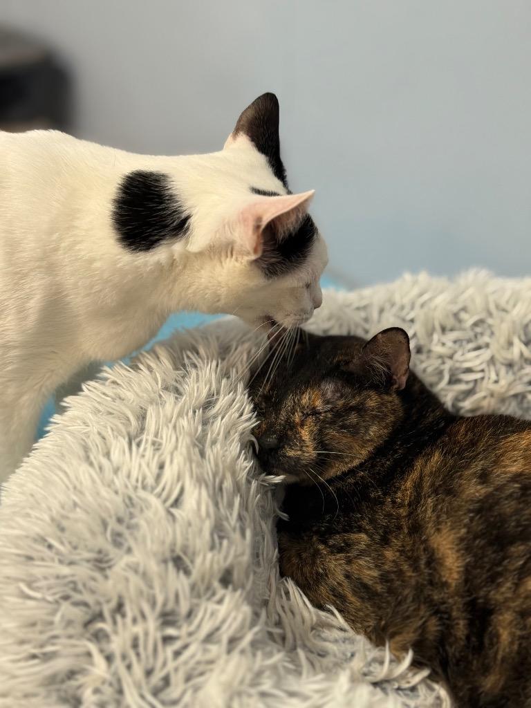 Pixel, a Adoptable Tortoiseshell in Fort Lauderdale, FL image 1/3