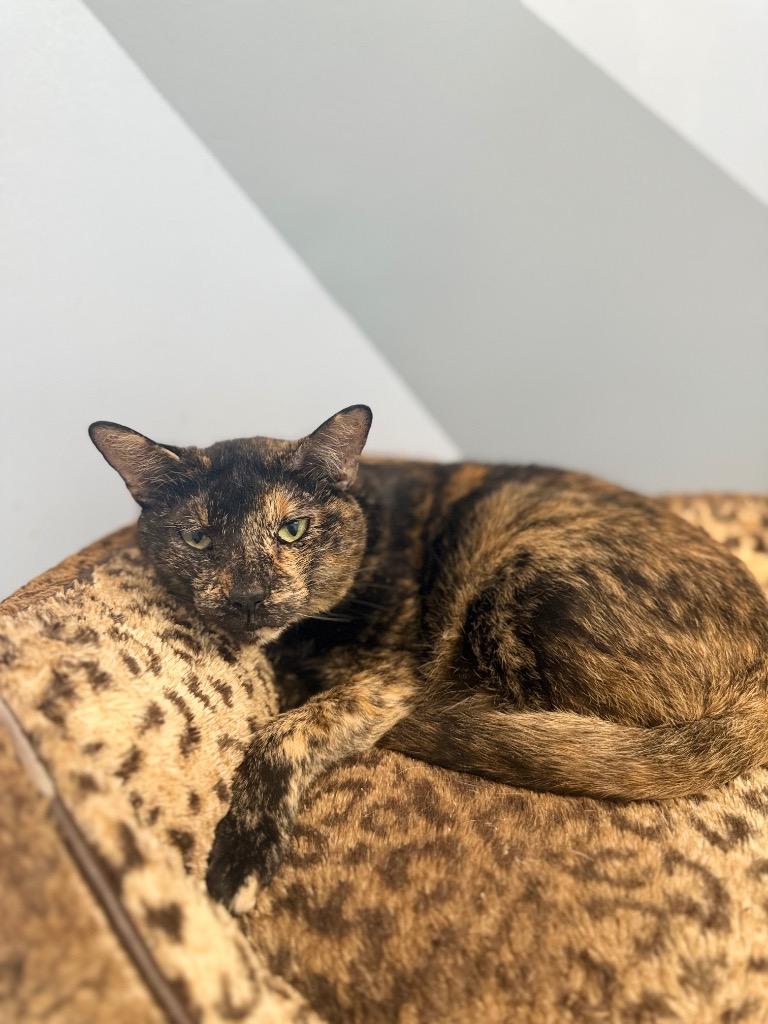 Pixel, a Adoptable Tortoiseshell in Fort Lauderdale, FL image 2/3