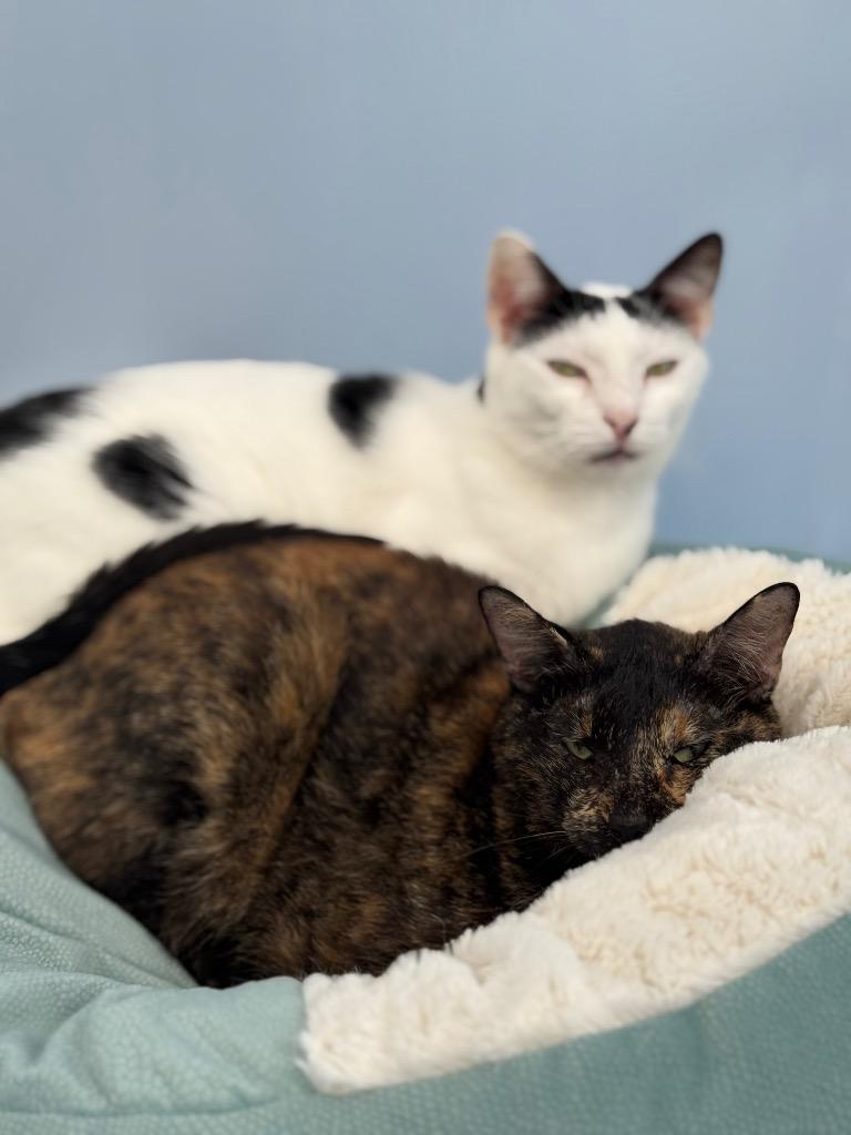 Pixel, a Adoptable Tortoiseshell in Fort Lauderdale, FL image 3/3