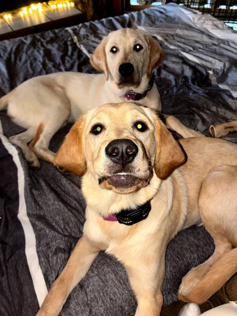 Nelly, an adopted Yellow Labrador Retriever in La Crescent, MN image 2/2