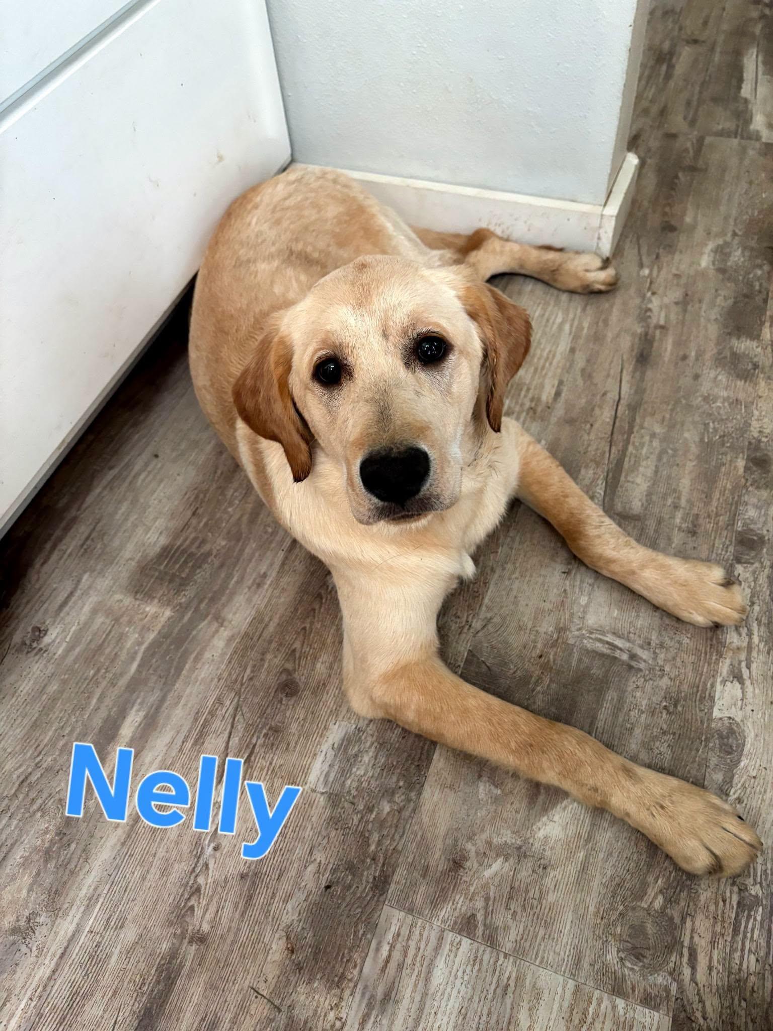 Nelly, adopted, Puppy Female Yellow Labrador Retriever.