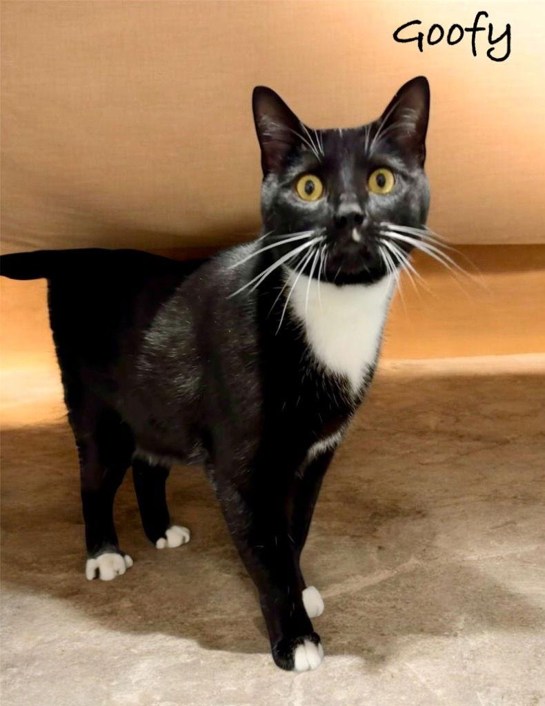 Goofy — thumbnail 2