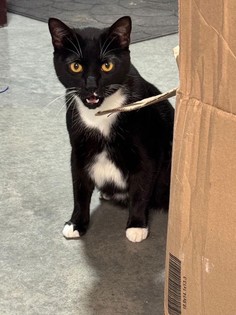 Goofy — thumbnail 3