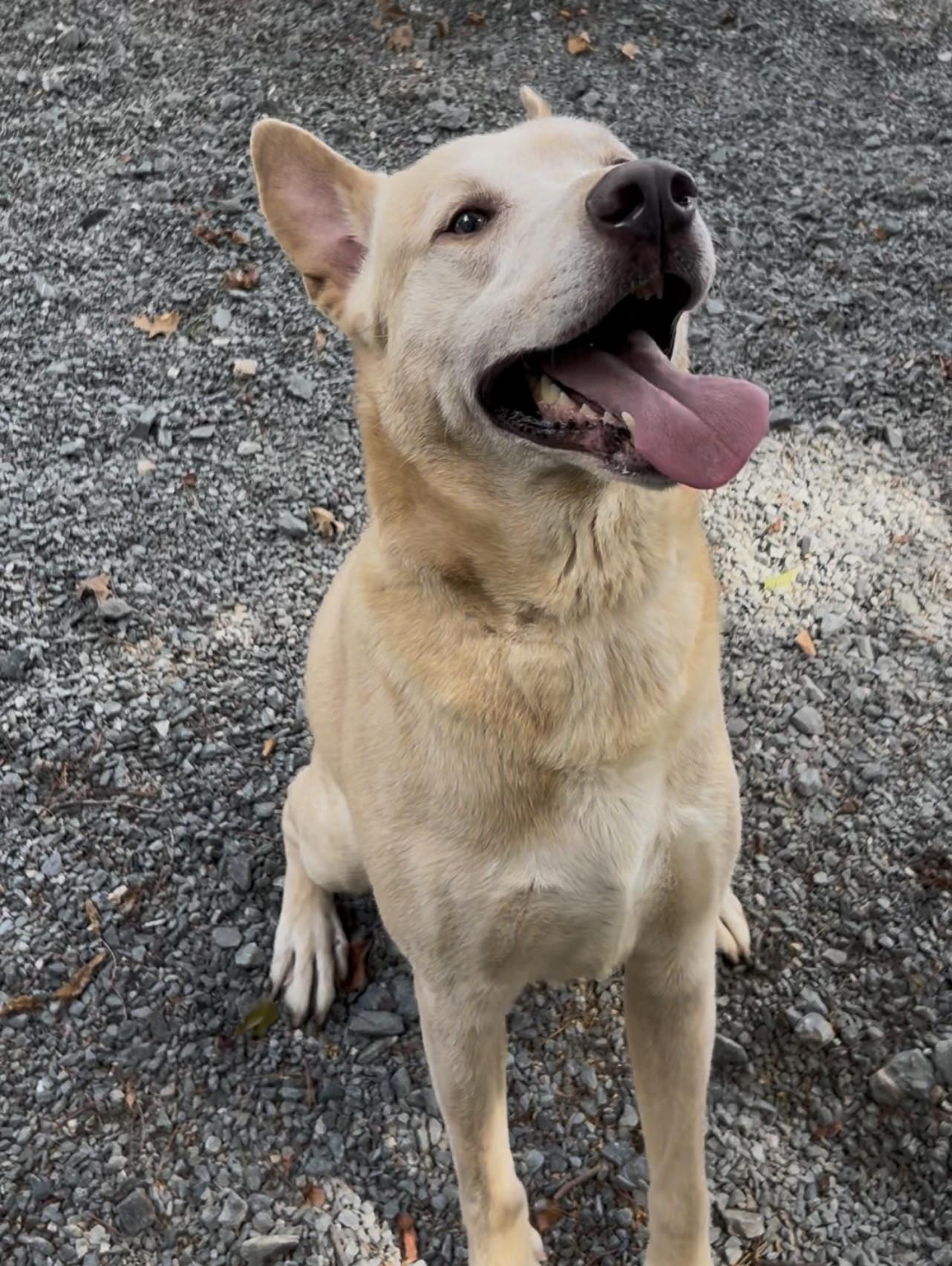 Leo, ADOPTABLE, Adult Male Husky.