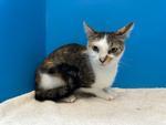 Enlarge Gum Drop, a Adoptable Domestic Short Hair in Powell, OH image 1/1