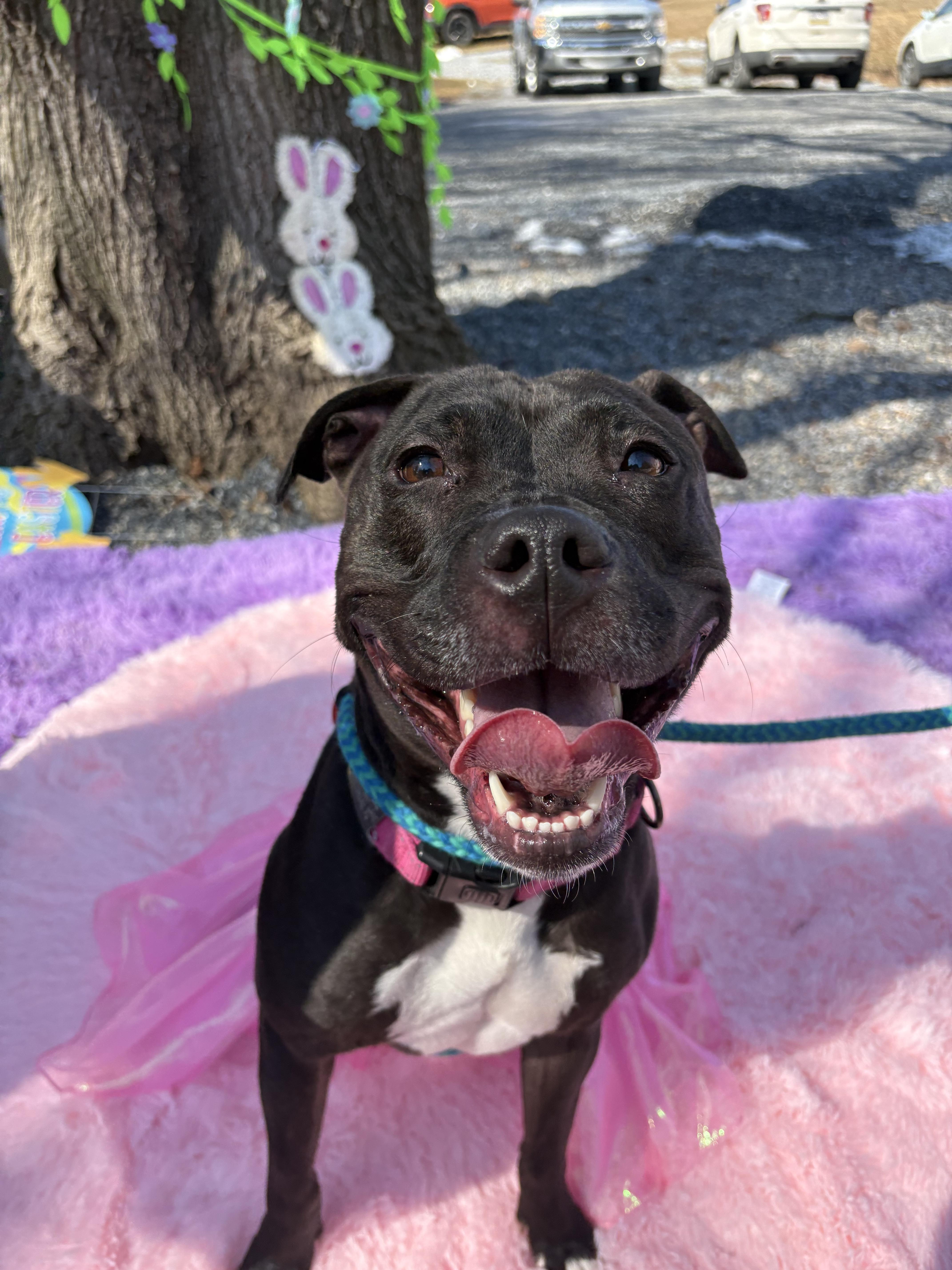 Lady, Adoptable, Adult Female Pit Bull Terrier.