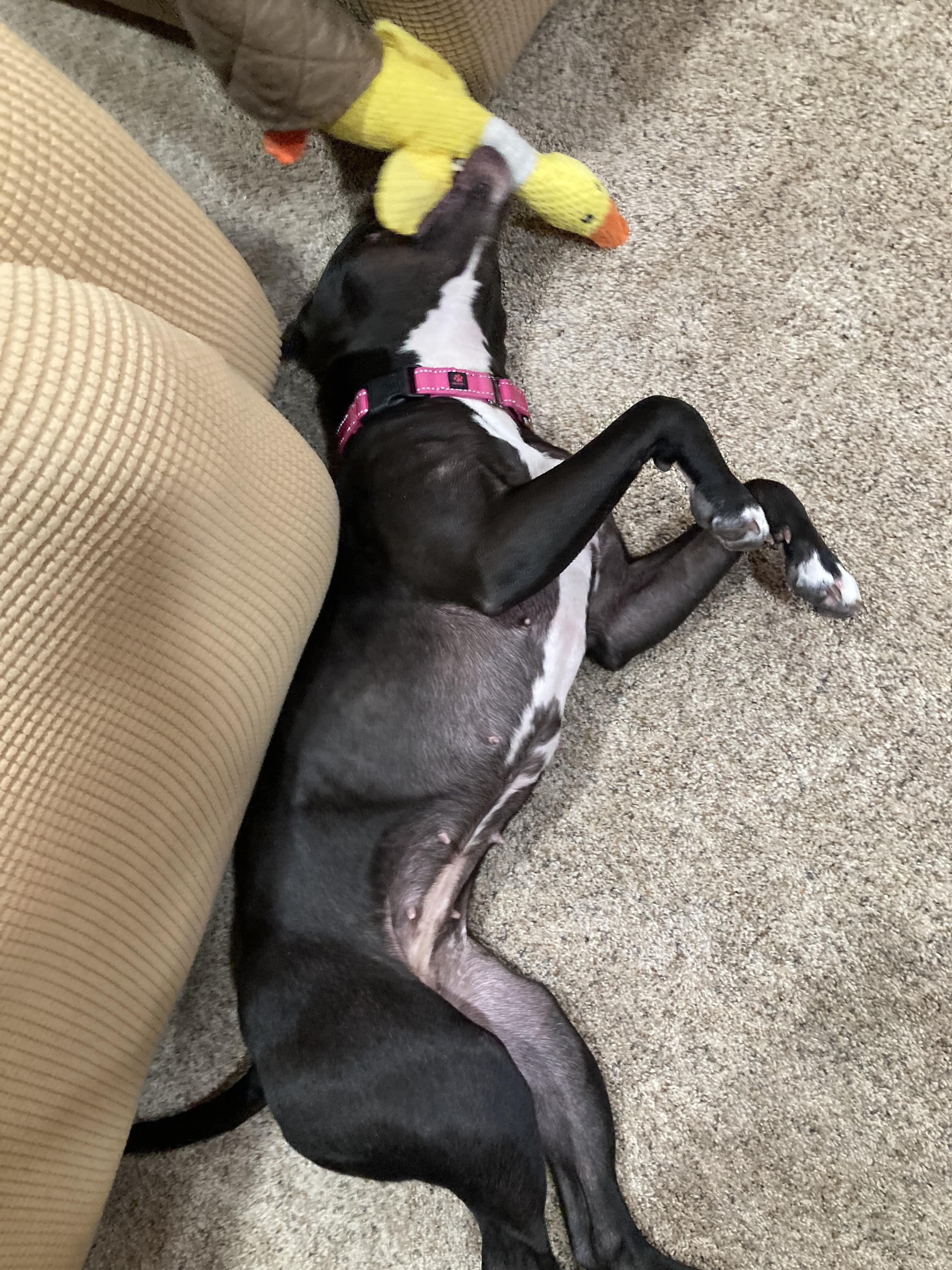 Lady, Adoptable, Young Female Pit Bull Terrier.