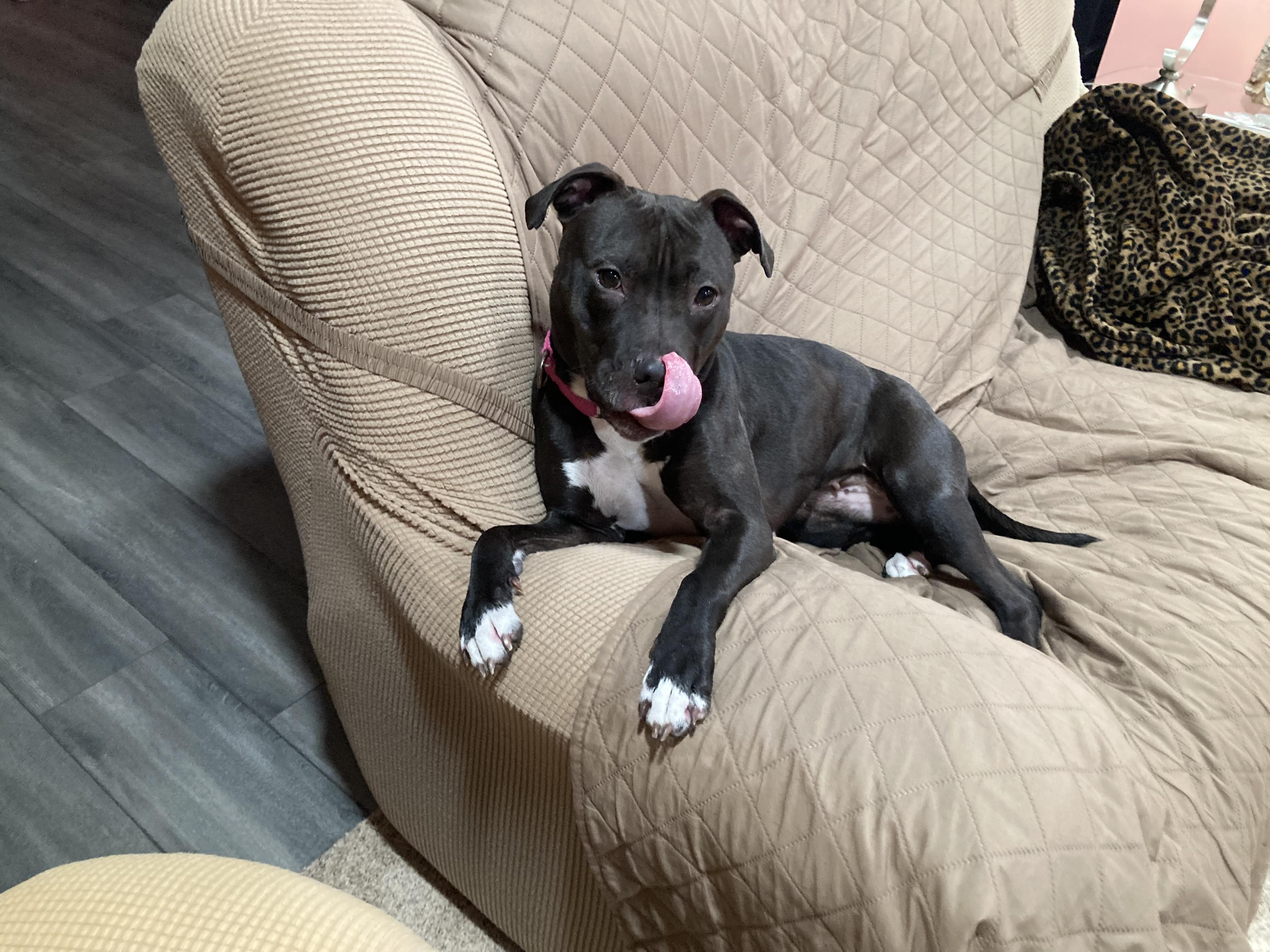 Enlarge Lady, a Adoptable Pit Bull Terrier in Dillsburg, PA image 2/6