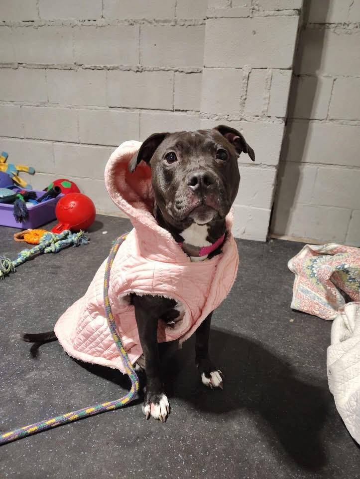 Enlarge Lady, a Adoptable Pit Bull Terrier in Dillsburg, PA image 3/6