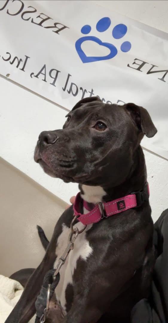 Enlarge Lady, a Adoptable Pit Bull Terrier in Dillsburg, PA image 5/6