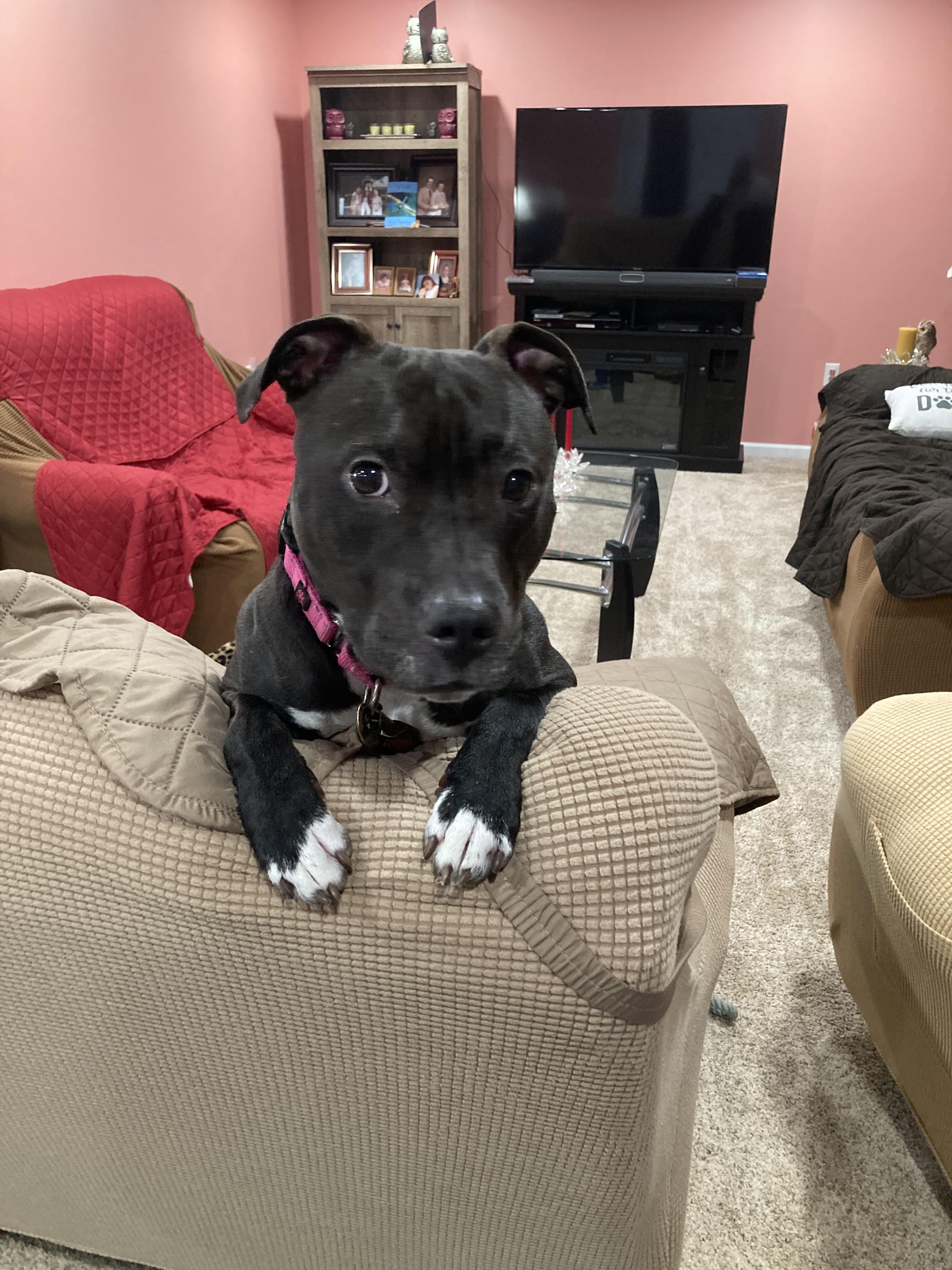 Enlarge Lady, a Adoptable Pit Bull Terrier in Dillsburg, PA image 6/6
