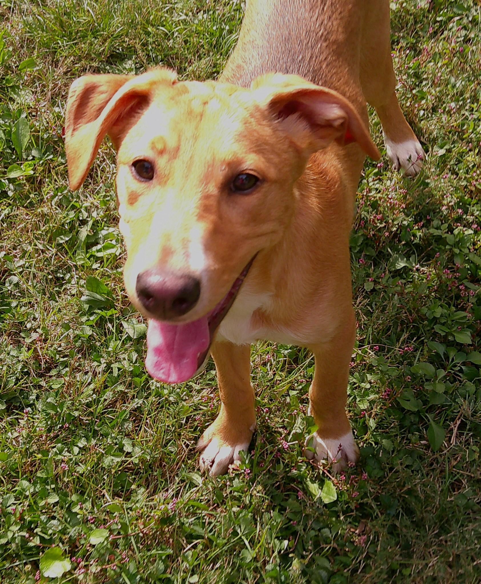Enlarge Danielle Steel, a Adoptable mixed breed in Watertown, CT image 1/6