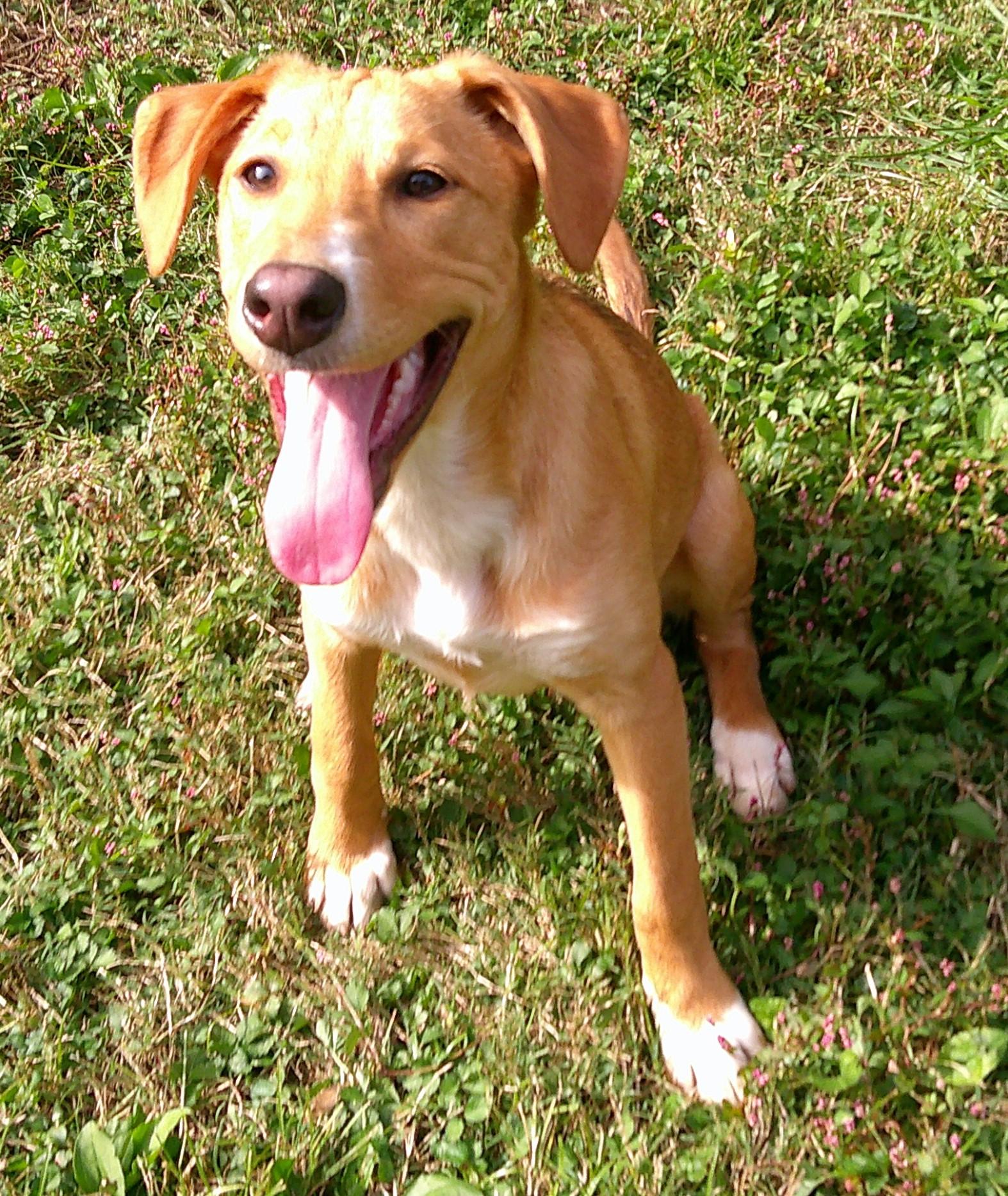 Enlarge Danielle Steel, a Adoptable mixed breed in Watertown, CT image 2/6