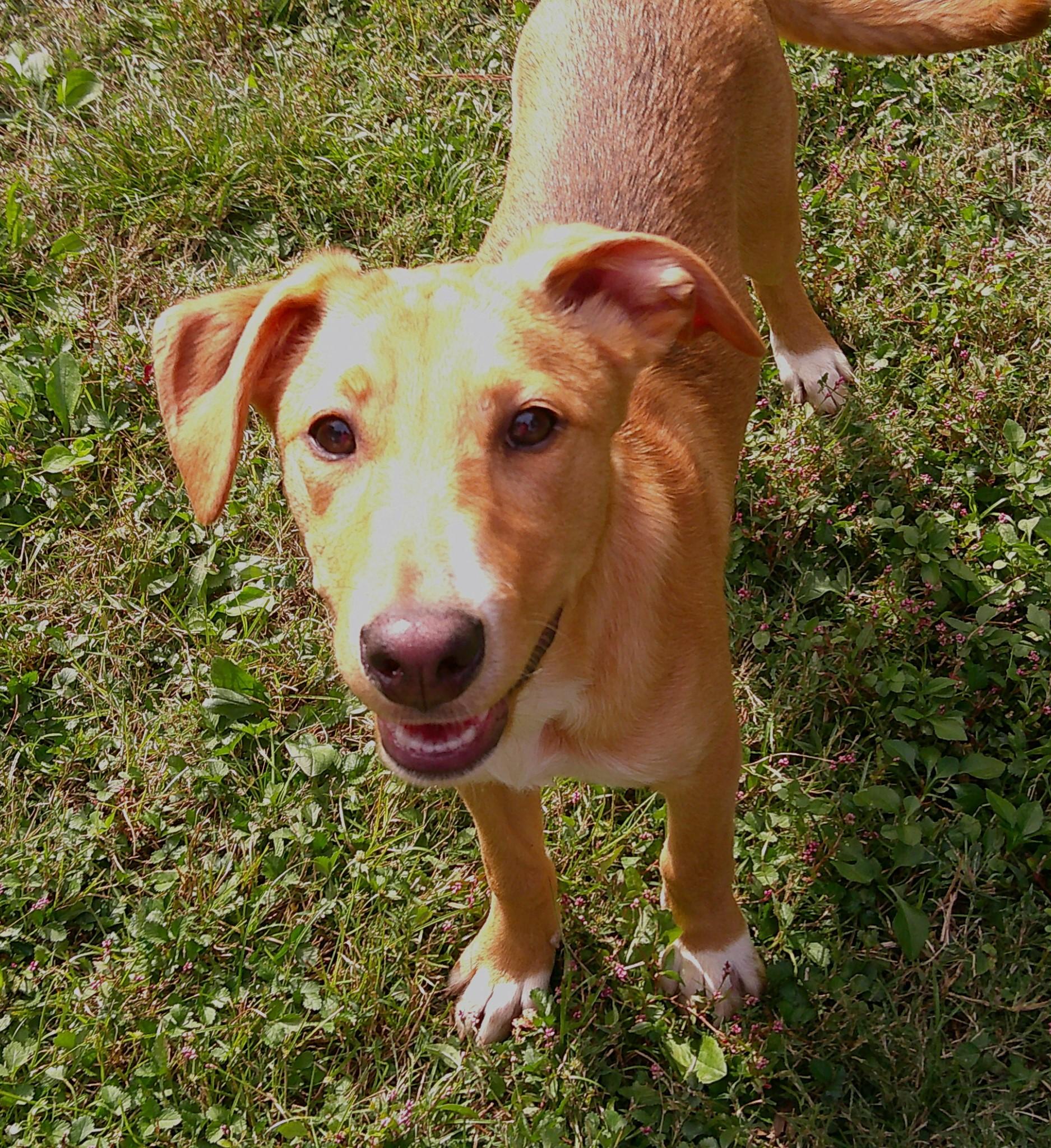 Enlarge Danielle Steel, a Adoptable mixed breed in Watertown, CT image 3/6
