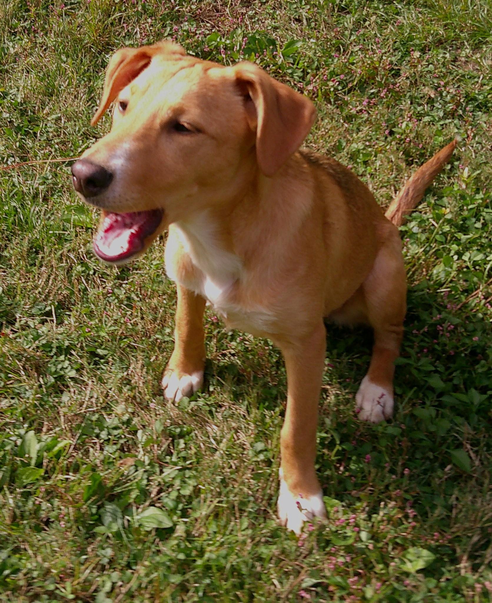 Enlarge Danielle Steel, a Adoptable mixed breed in Watertown, CT image 4/6
