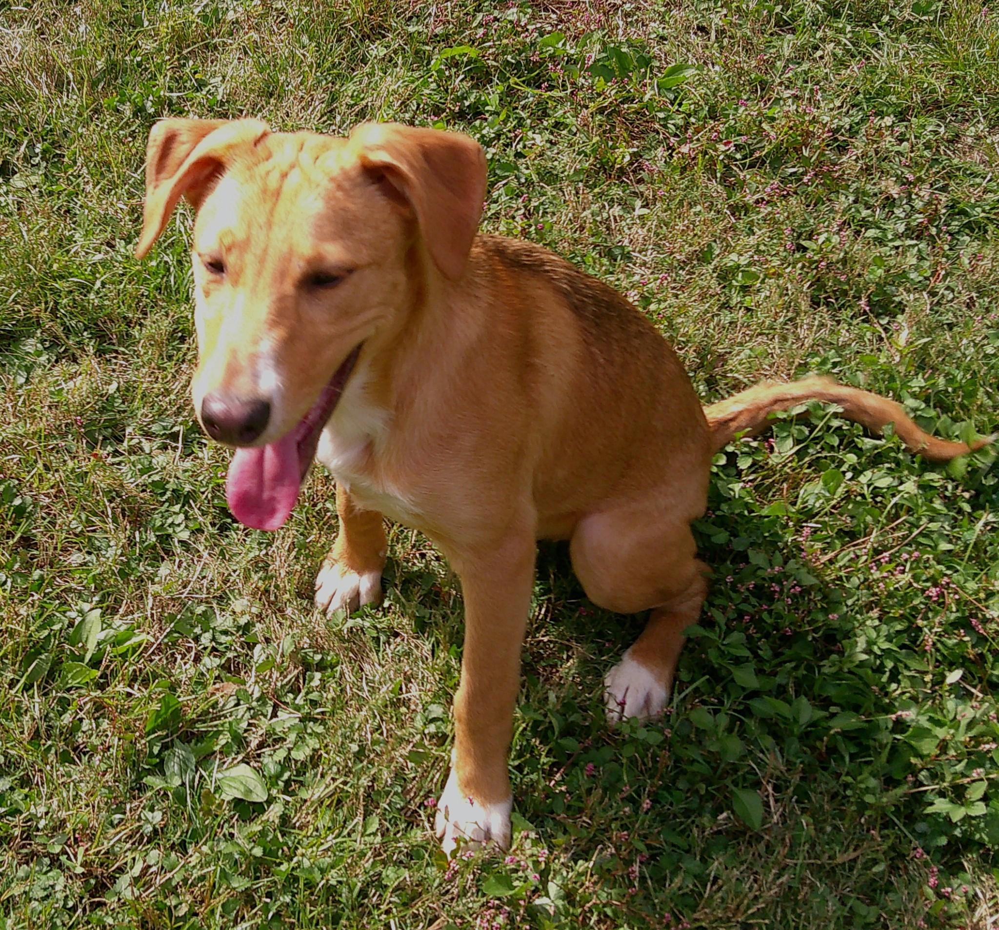 Enlarge Danielle Steel, a Adoptable mixed breed in Watertown, CT image 5/6