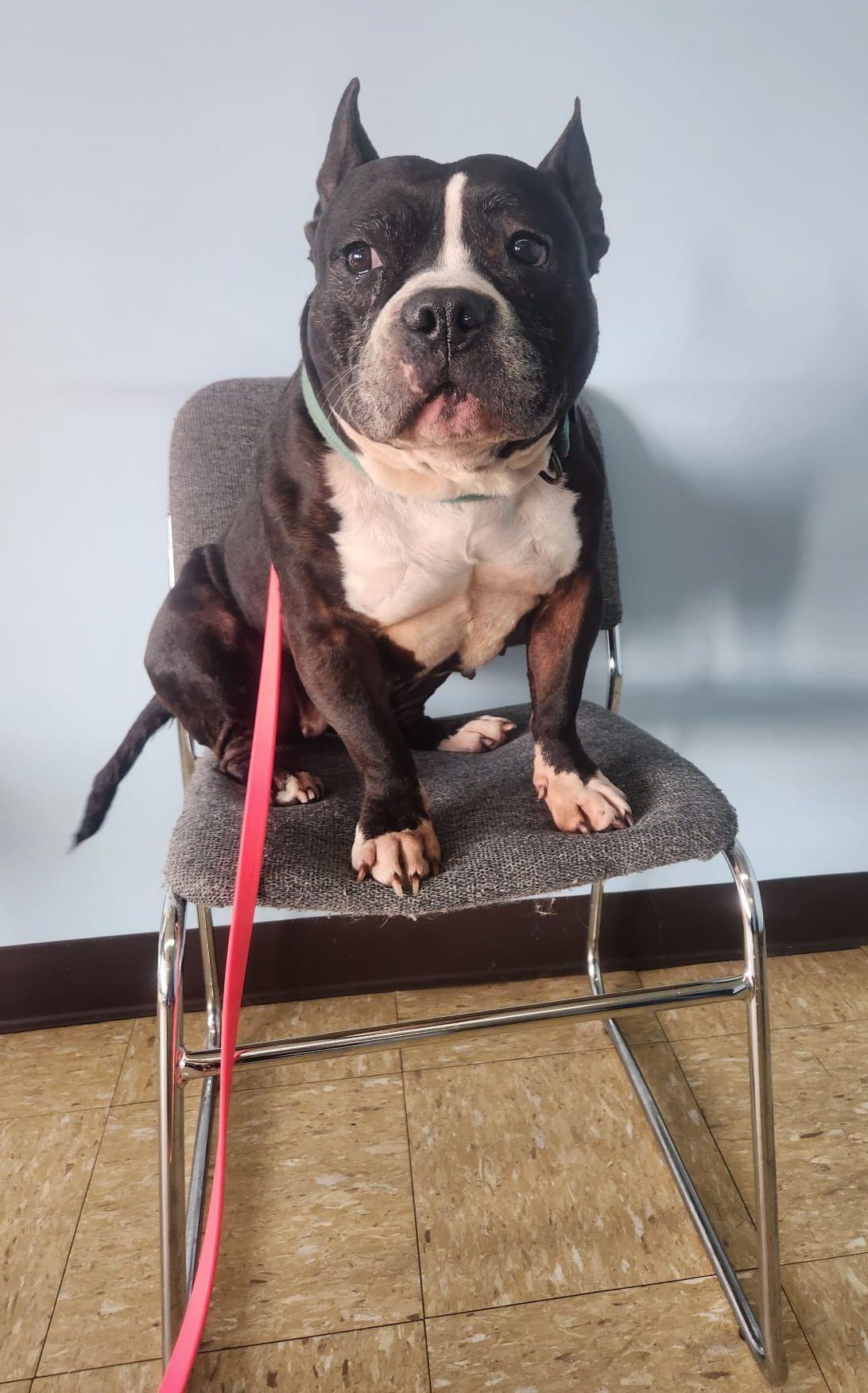 Enlarge Kore Bear, a ADOPTABLE mixed breed in Louisville, KY image 4/5