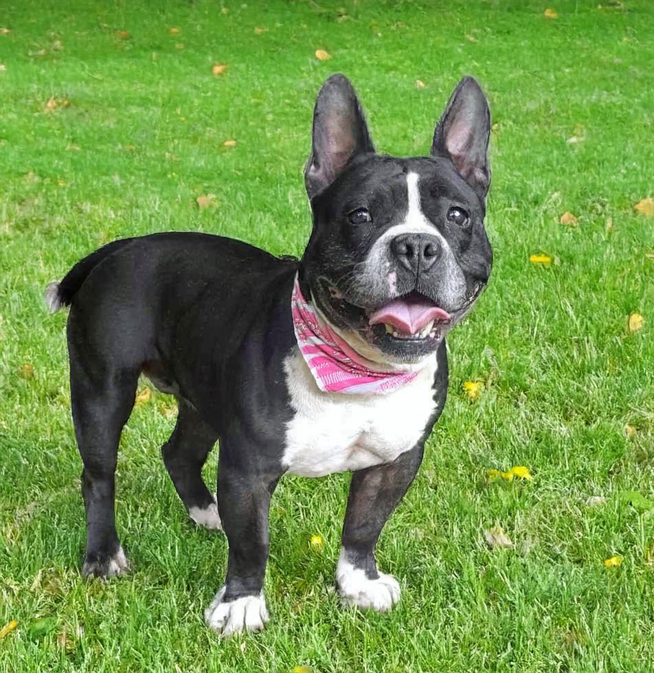 Enlarge Kore Bear, a ADOPTABLE mixed breed in Louisville, KY image 1/5