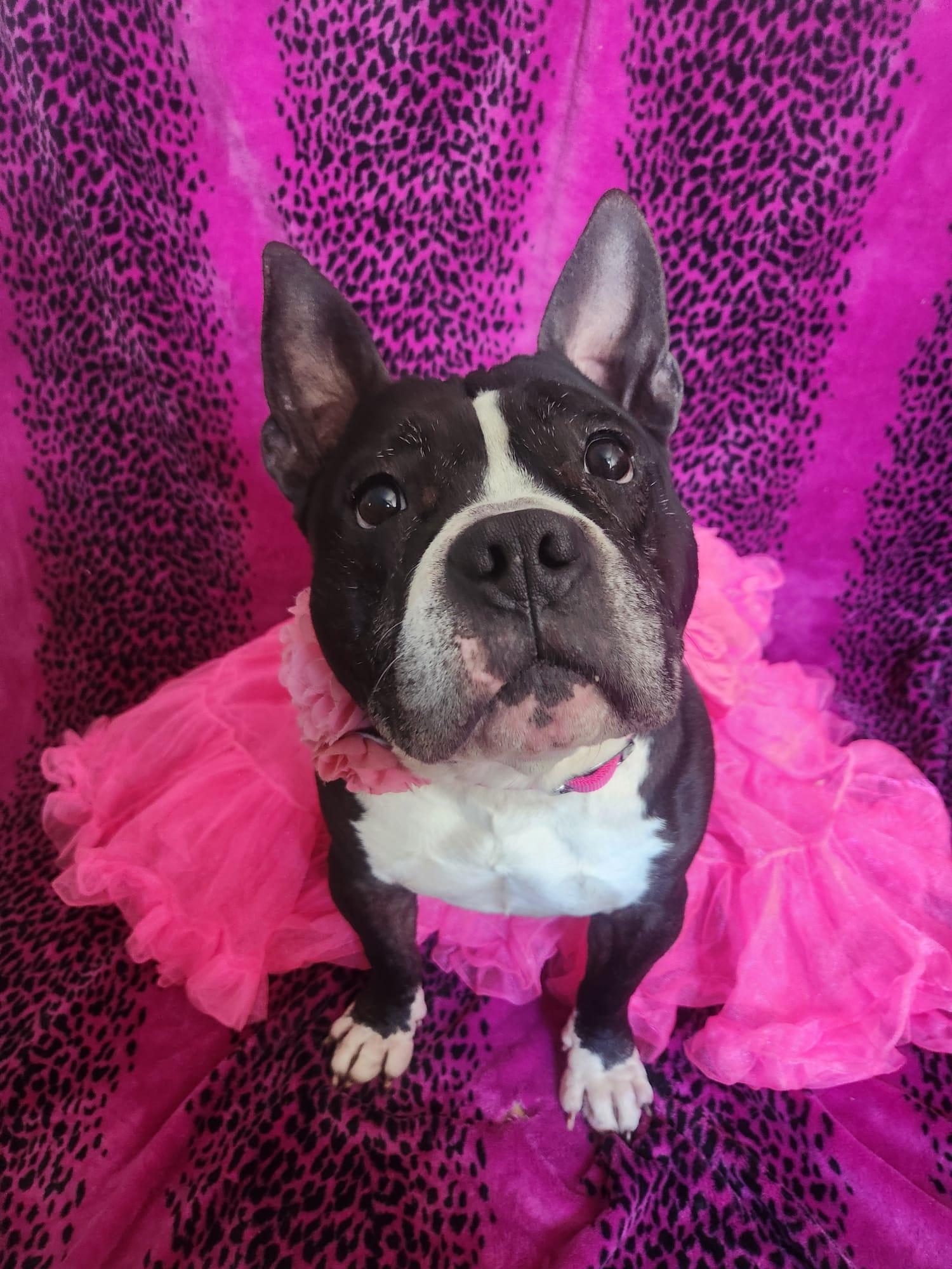 Enlarge Kore Bear, a ADOPTABLE mixed breed in Louisville, KY image 1/1