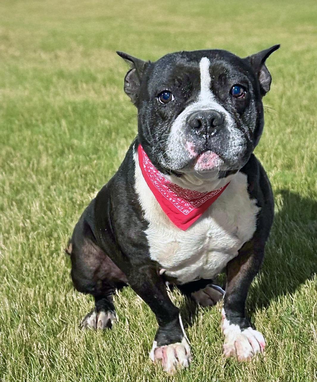 Enlarge Kore Bear, a ADOPTABLE mixed breed in Louisville, KY image 3/5