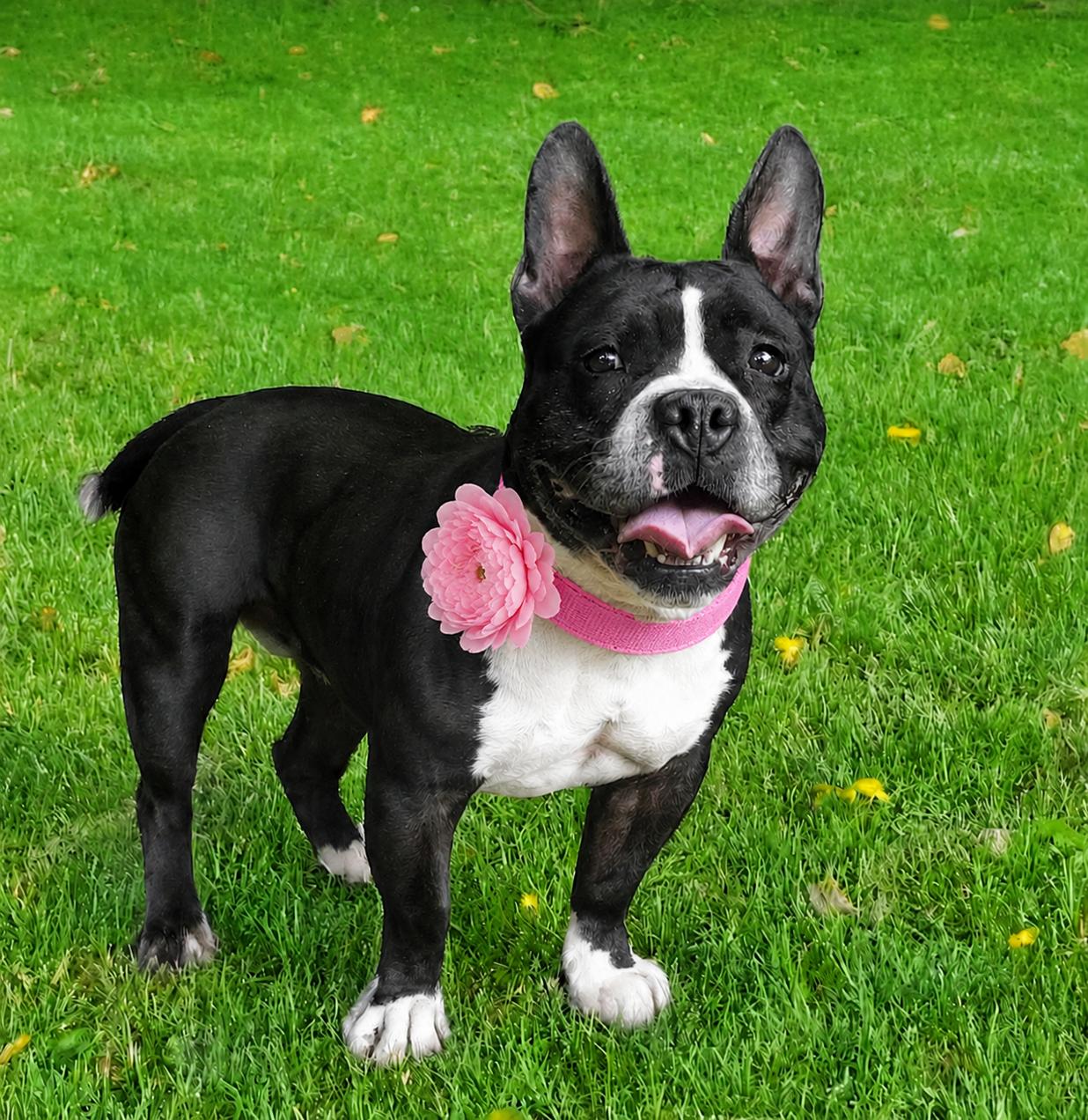 Enlarge Kore Bear, an adopted Boston Terrier in Louisville, KY image 5/5