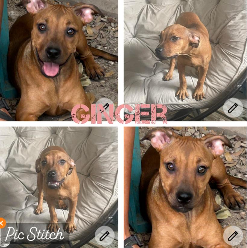 Ginger