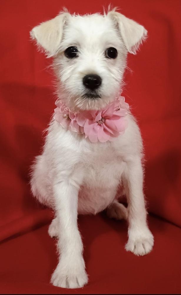 Linda Bob's Burgers — thumbnail 4