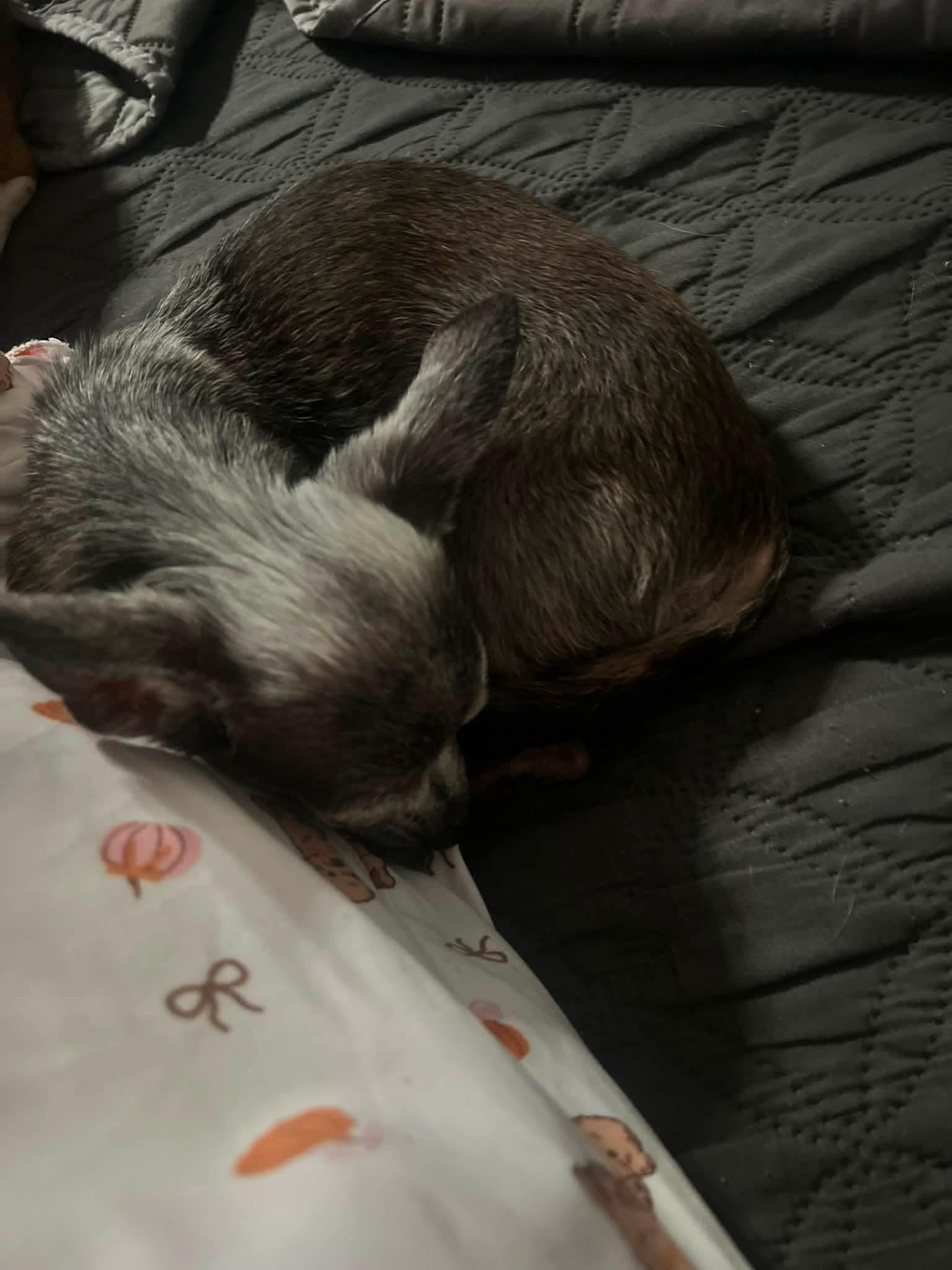 Enlarge Theodore, a ADOPTABLE Chihuahua in Clovis, CA image 4/4