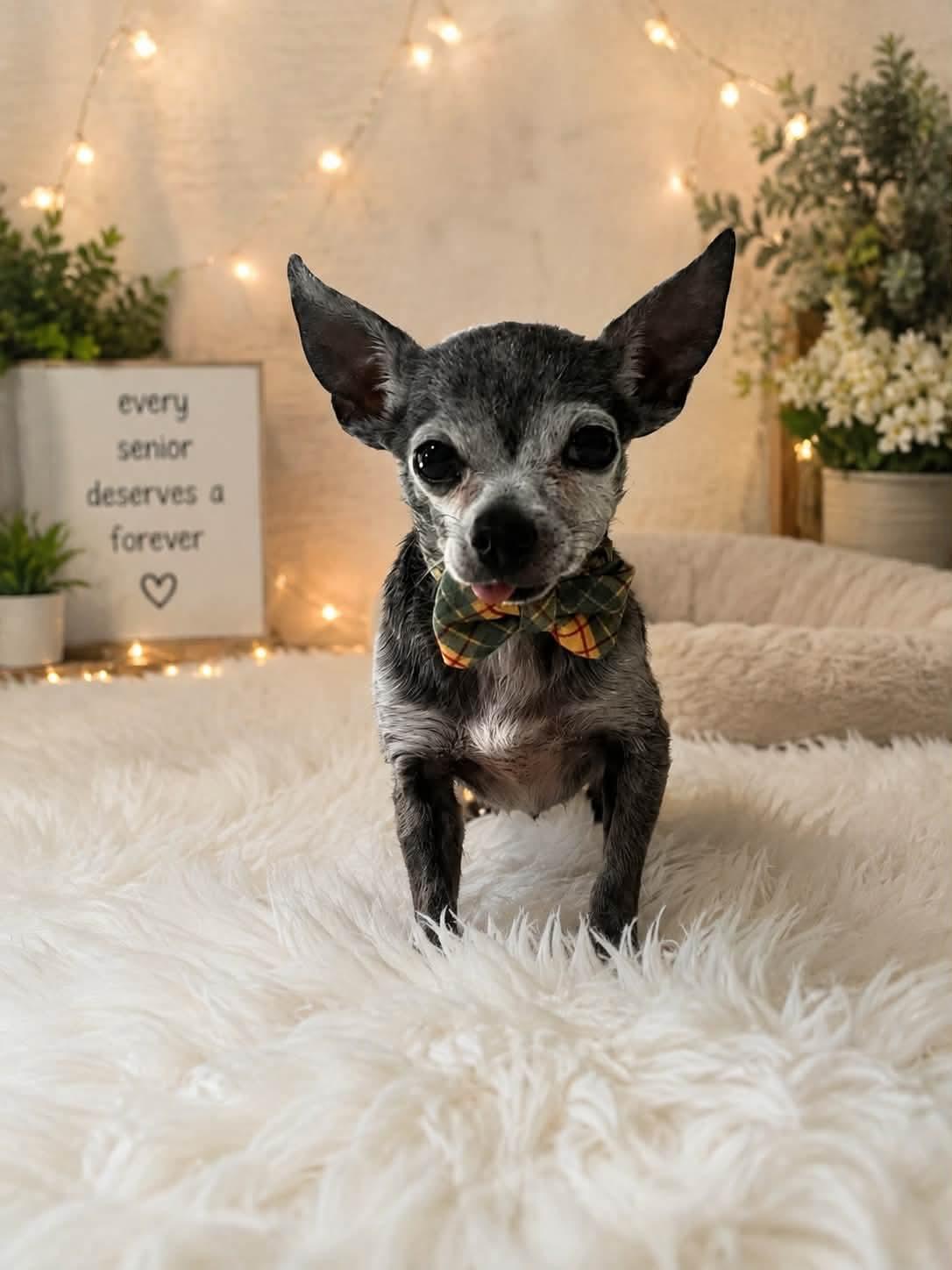 Theodore, ADOPTABLE, Senior Male Chihuahua.