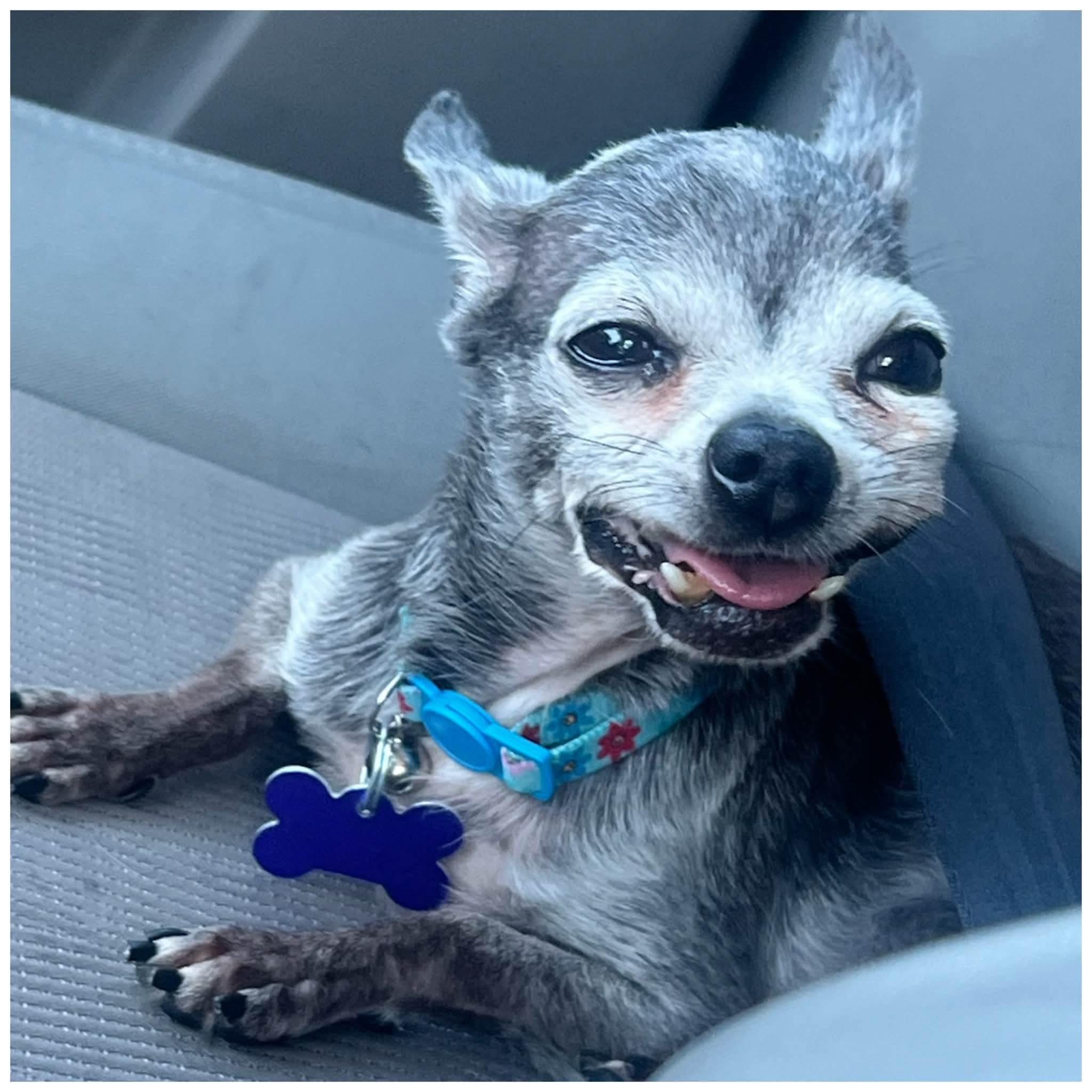 Enlarge Theodore, a ADOPTABLE Chihuahua in Clovis, CA image 2/4