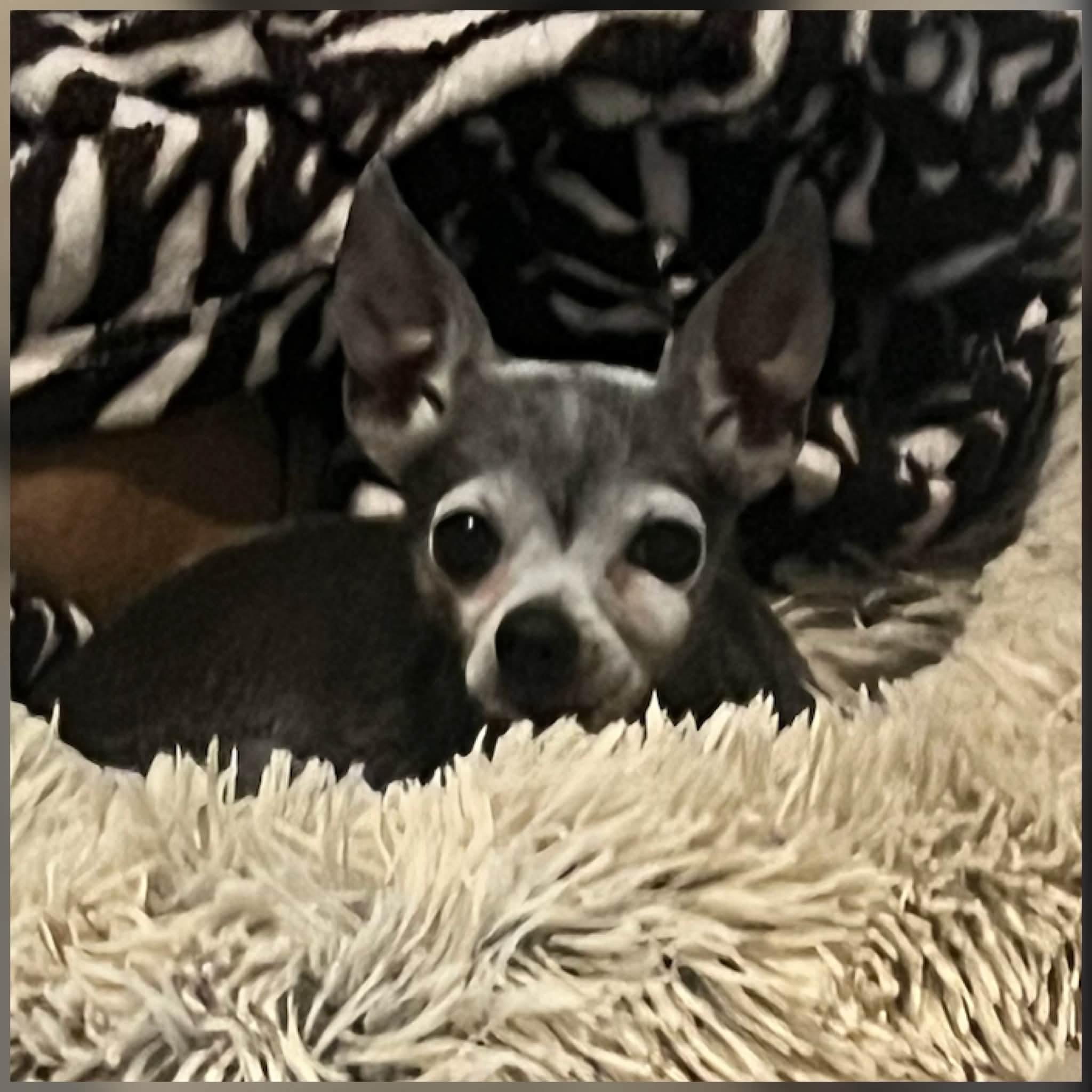 Enlarge Theodore, a ADOPTABLE Chihuahua in Clovis, CA image 3/4