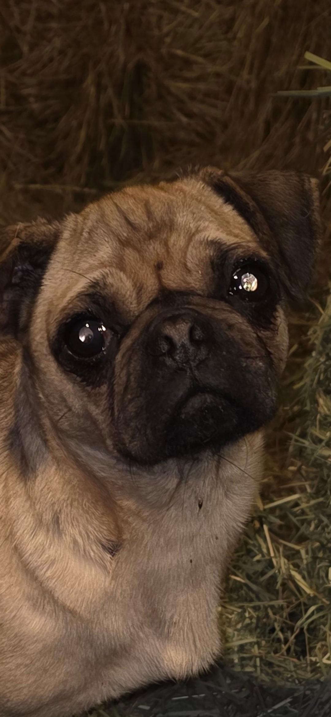 Trixie, adopted, Adult Female Pug.