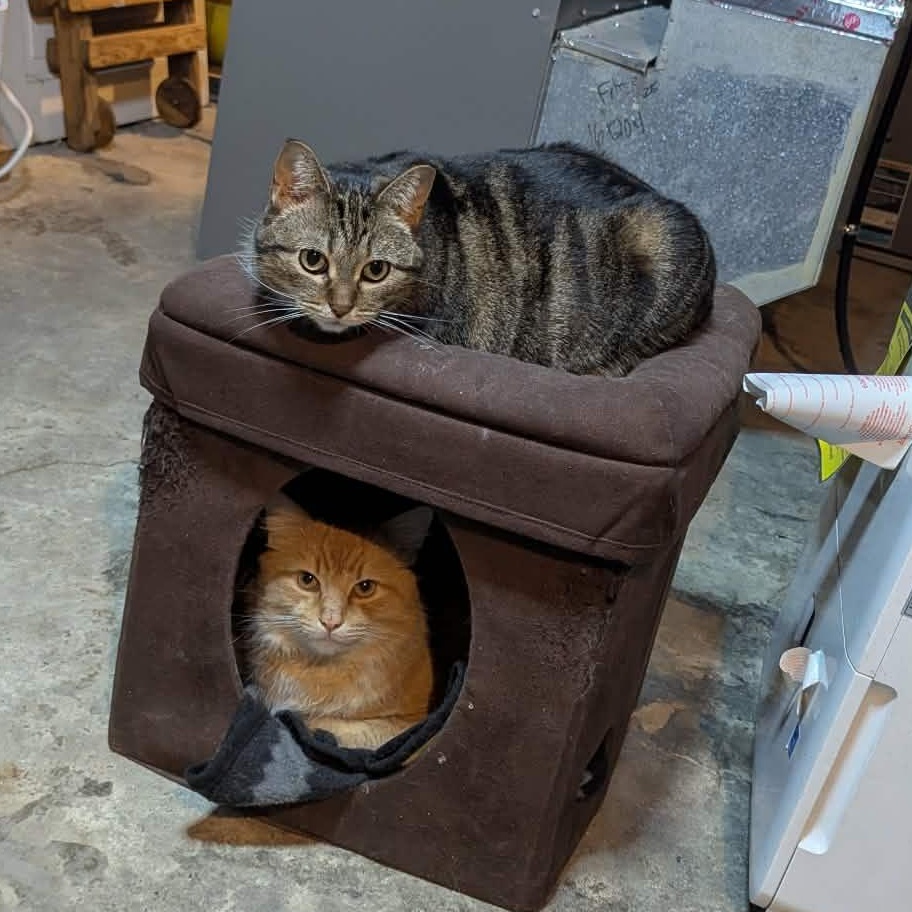 Handsome Squidward (m) & Fiona (f), ADOPTABLE, Adult Male Domestic Medium Hair.