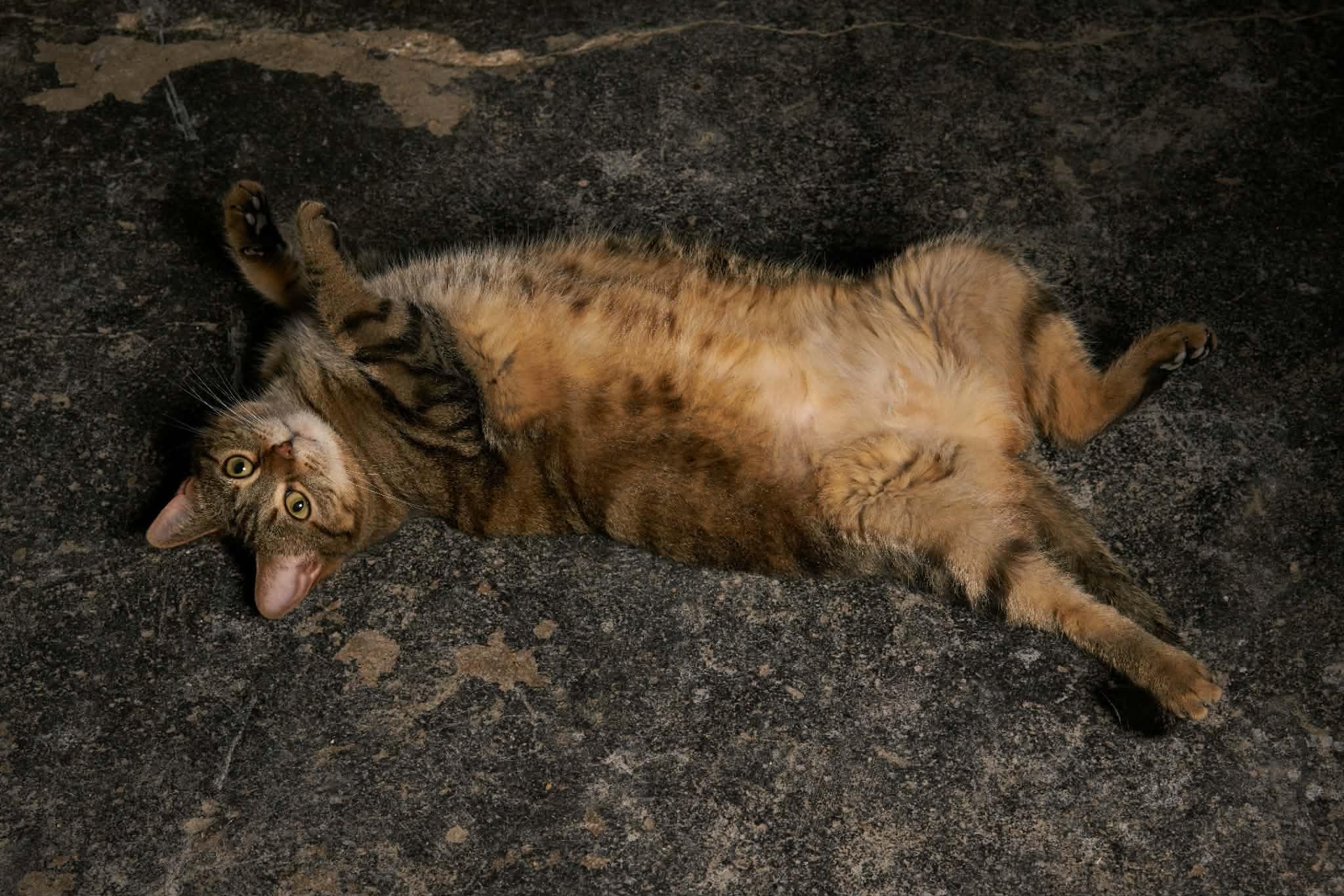 Enlarge Handsome Squidward (m) & Fiona (f), a ADOPTABLE Domestic Medium Hair in Milwaukee, WI image 6/6