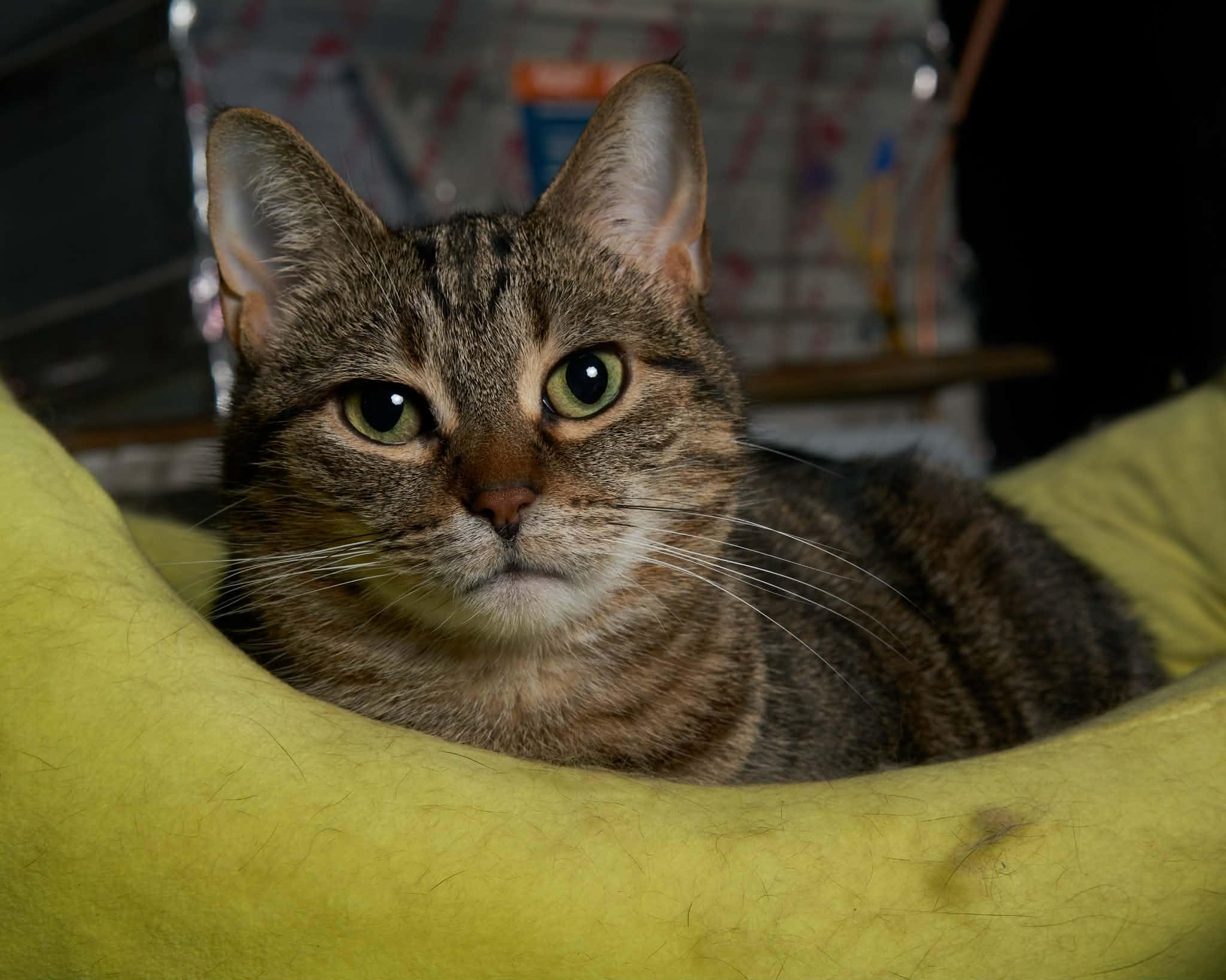 Enlarge Handsome Squidward (m) & Fiona (f), a ADOPTABLE Domestic Medium Hair in Milwaukee, WI image 2/6