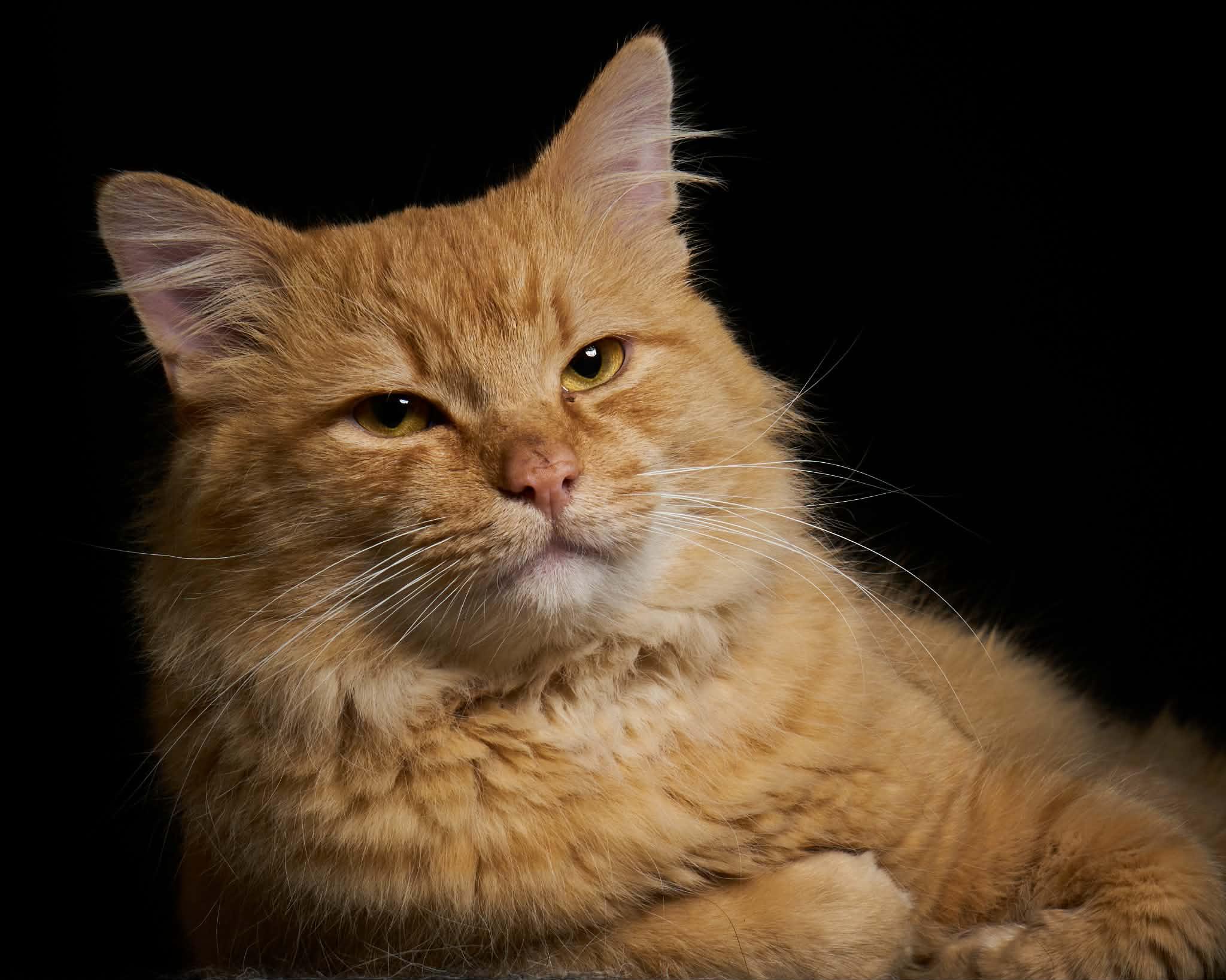 Enlarge Handsome Squidward (m) & Fiona (f), a ADOPTABLE Domestic Medium Hair in Milwaukee, WI image 3/6