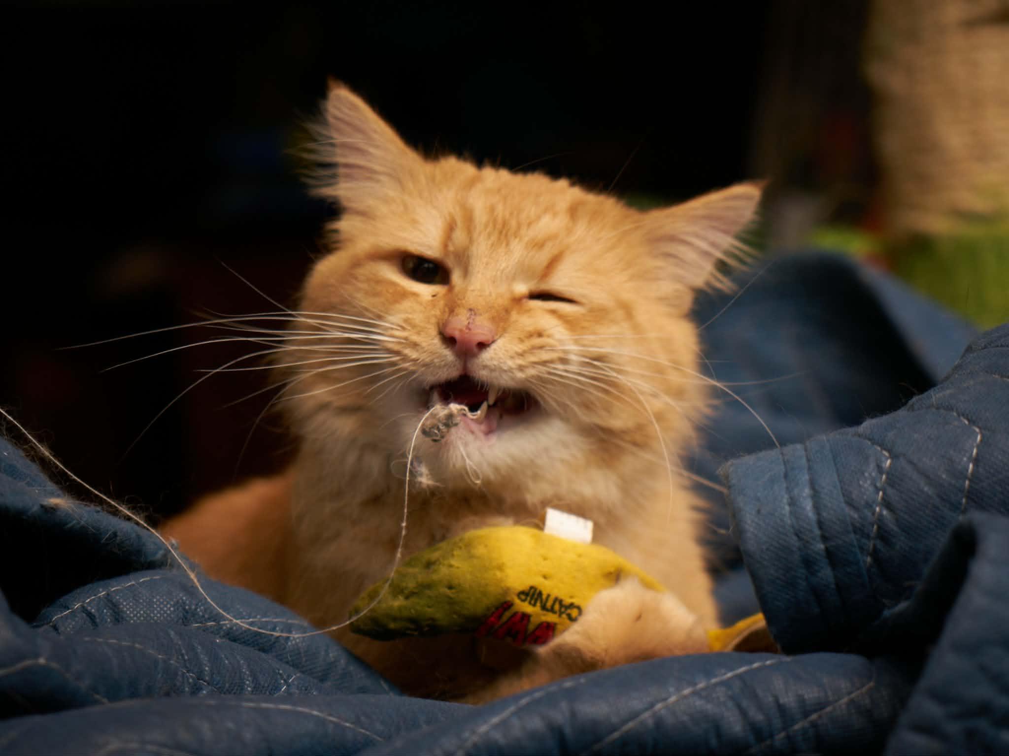 Enlarge Handsome Squidward (m) & Fiona (f), a ADOPTABLE Domestic Medium Hair in Milwaukee, WI image 4/6