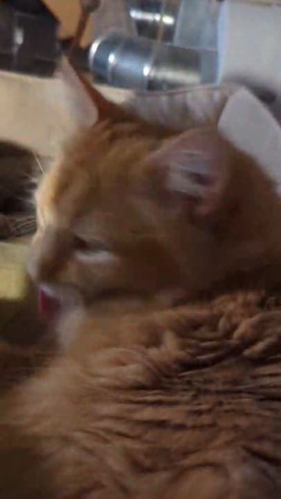 Enlarge Handsome Squidward (m) & Fiona (f), a ADOPTABLE Domestic Medium Hair in Milwaukee, WI video 5/6