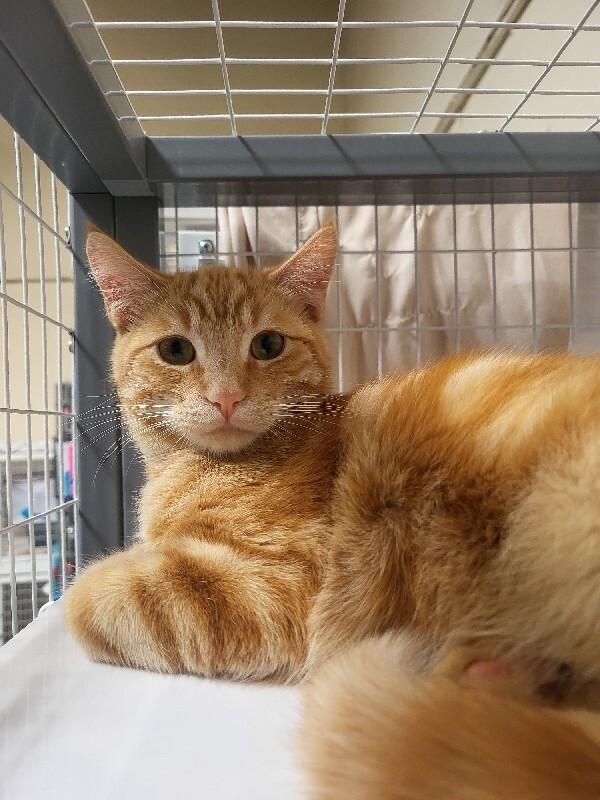 Clyde, a Adoptable Domestic Short Hair in Diamond Springs, CA image 2/2