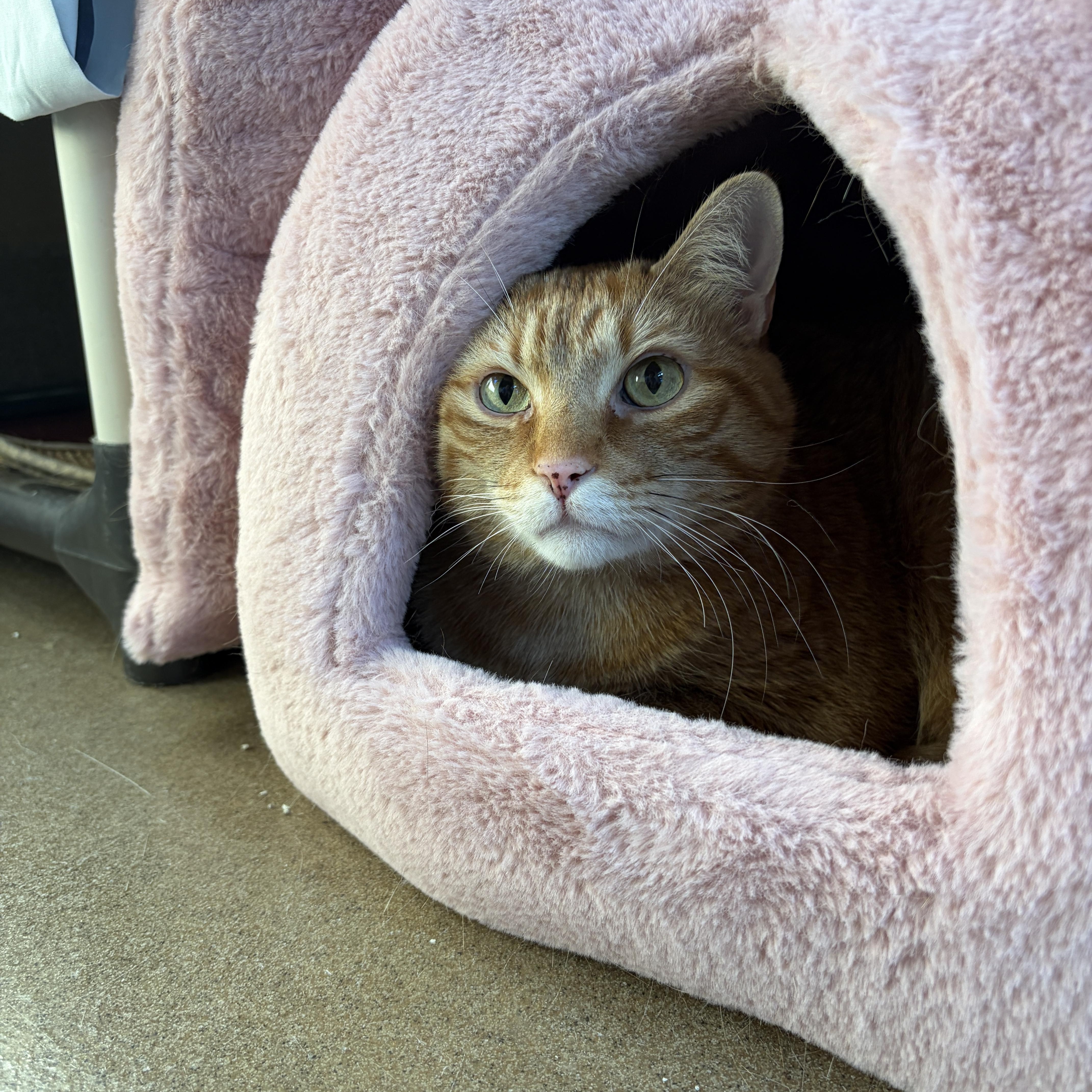 Enlarge Tobi, a Adoptable Domestic Short Hair in Winchester, VA image 2/2