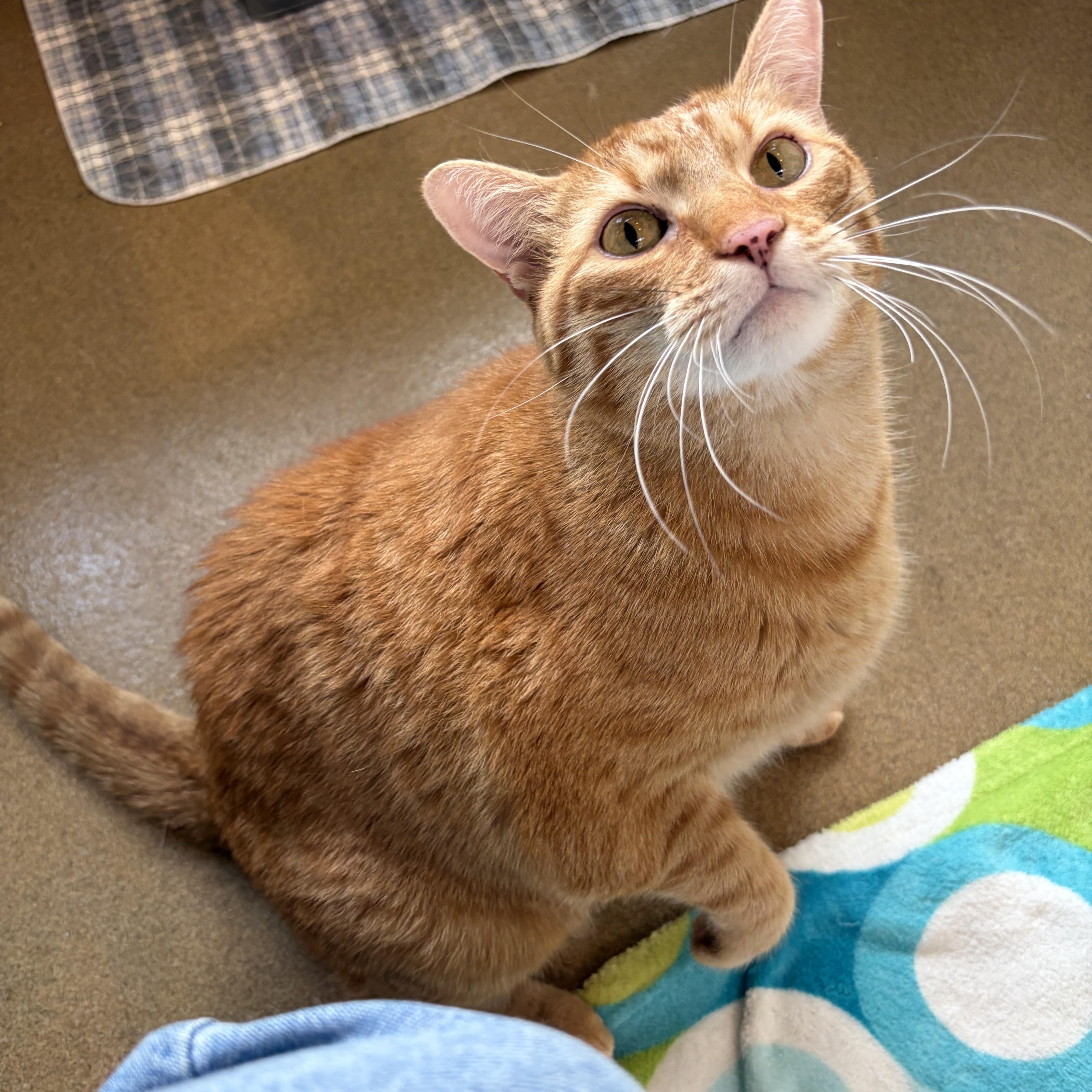Enlarge Tobi, a Adoptable Domestic Short Hair in Winchester, VA image 1/2