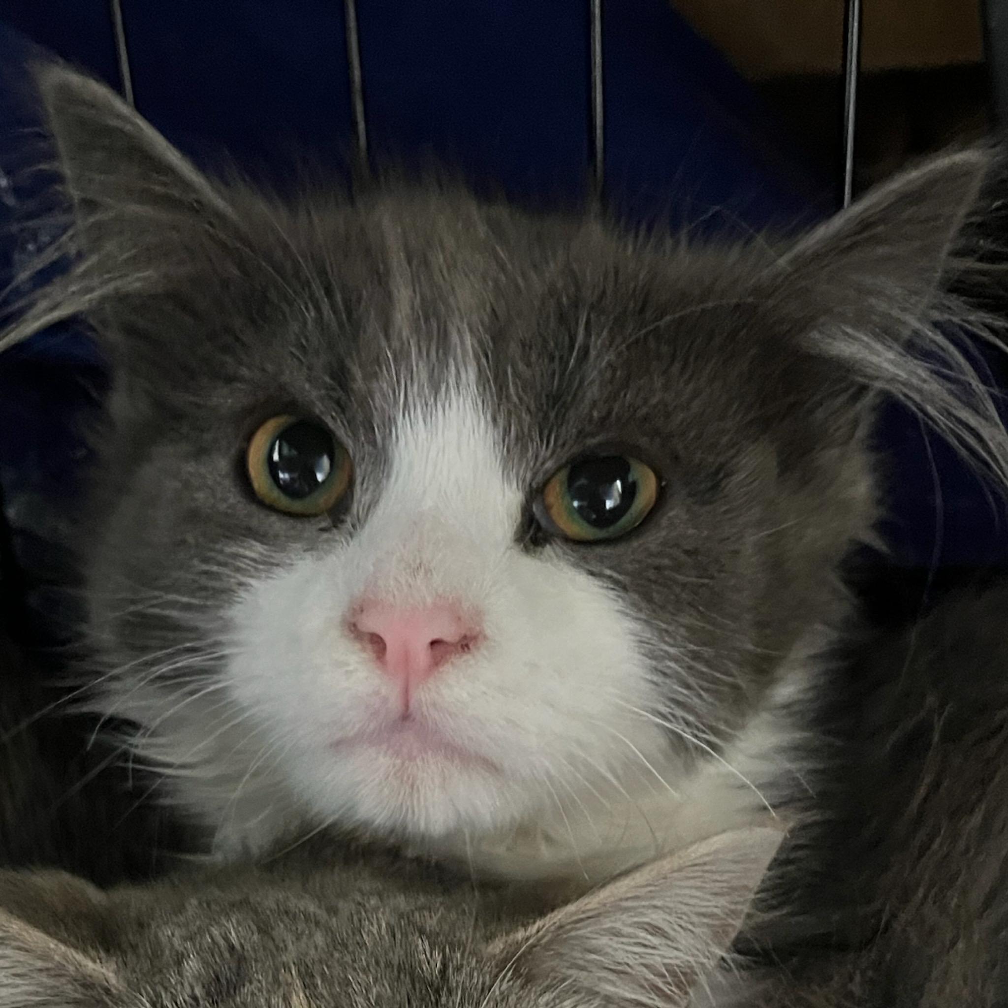 Milkshake — thumbnail 2