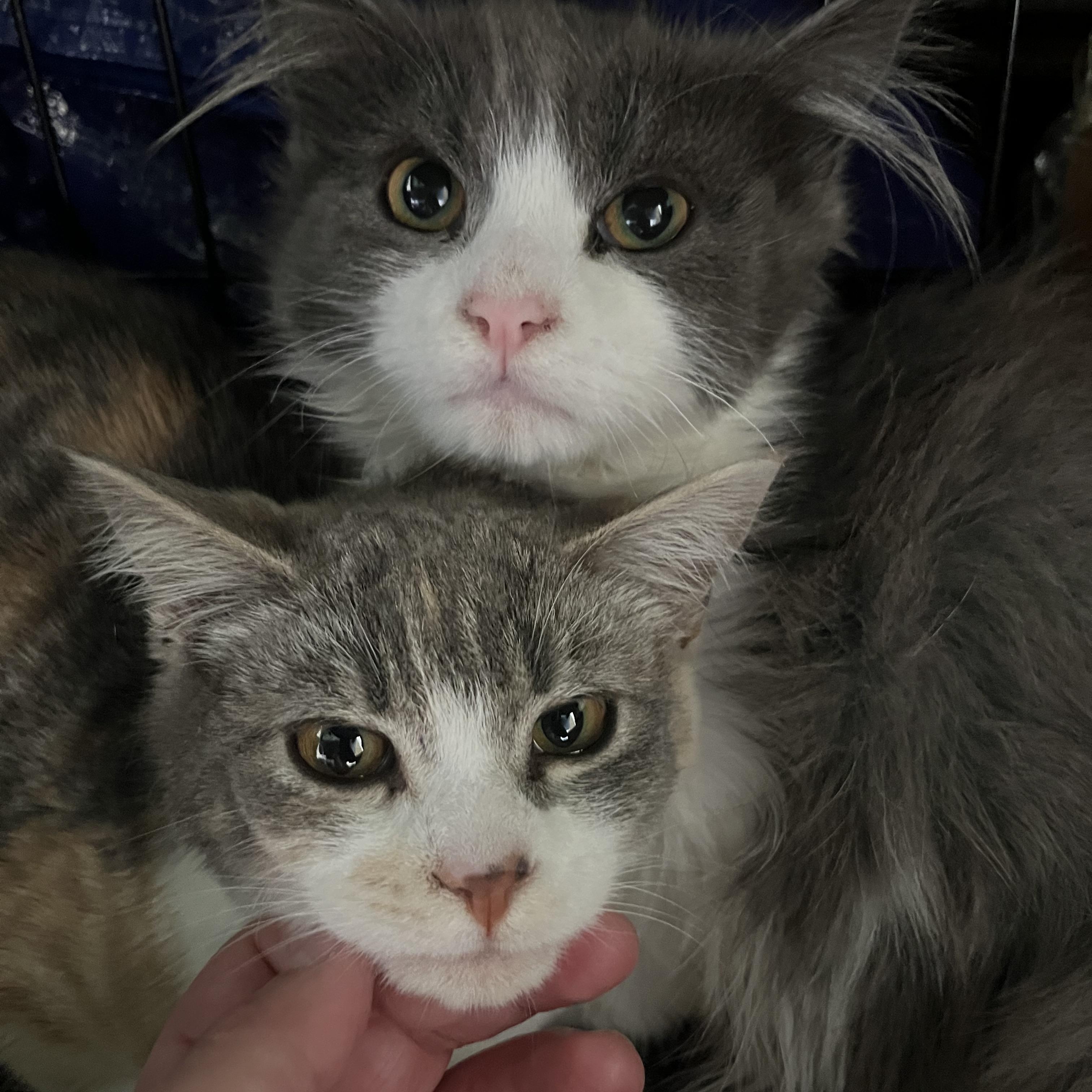 Milkshake — thumbnail 3