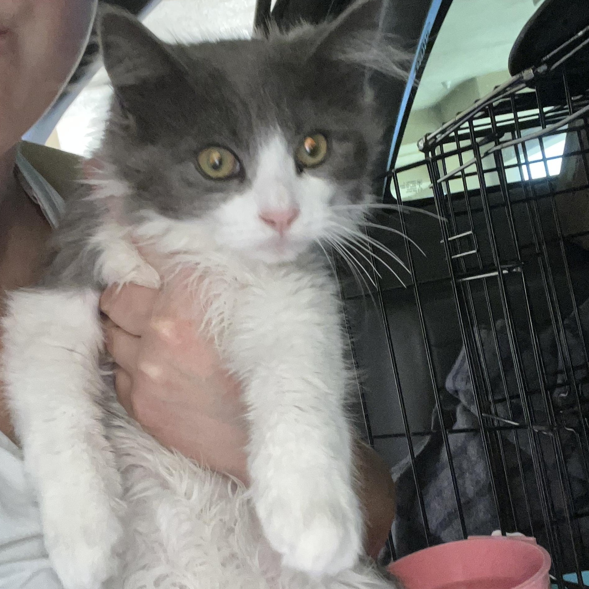 Milkshake — thumbnail 5