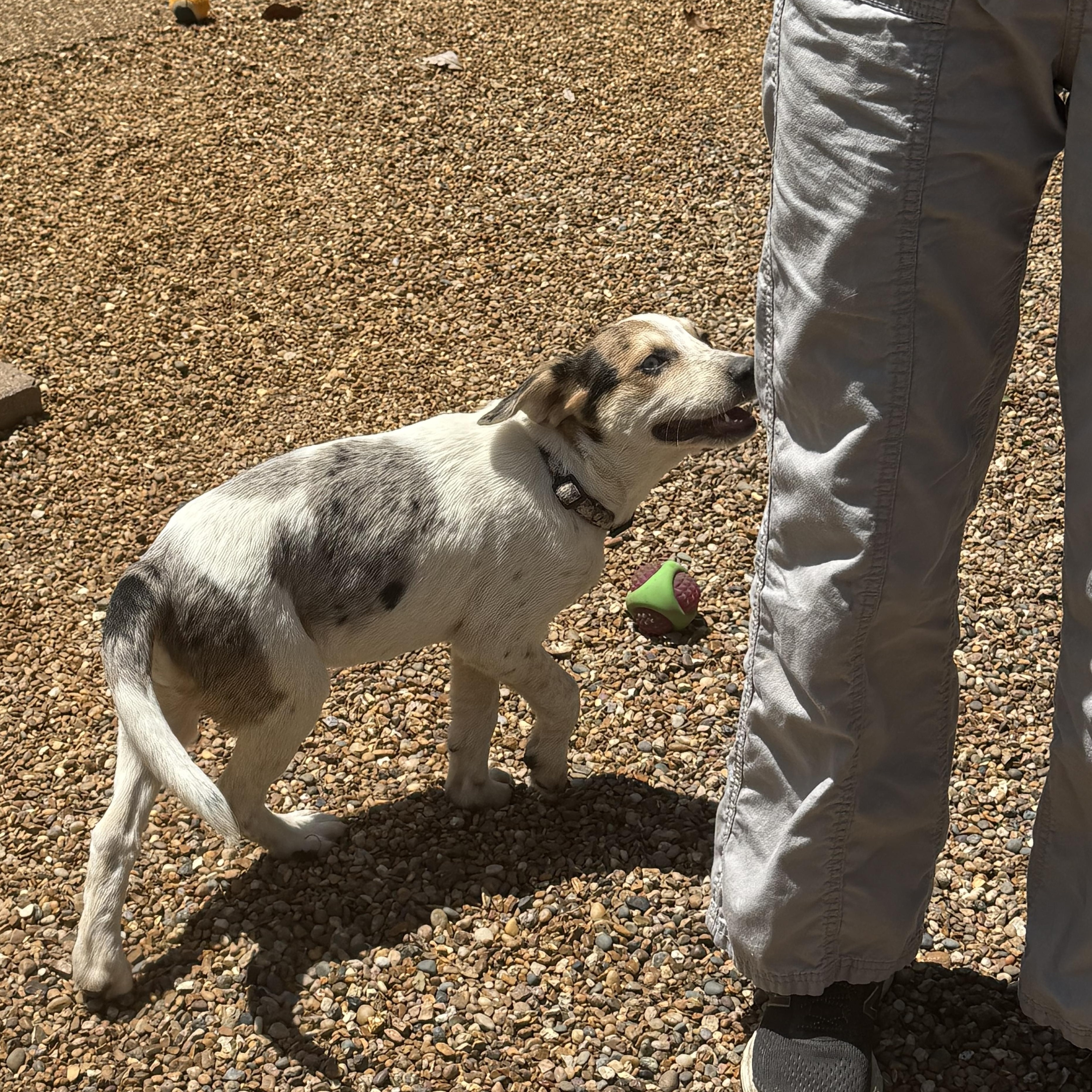 Enlarge Rose, a Adoptable mixed breed in Alexandria, VA image 1/6