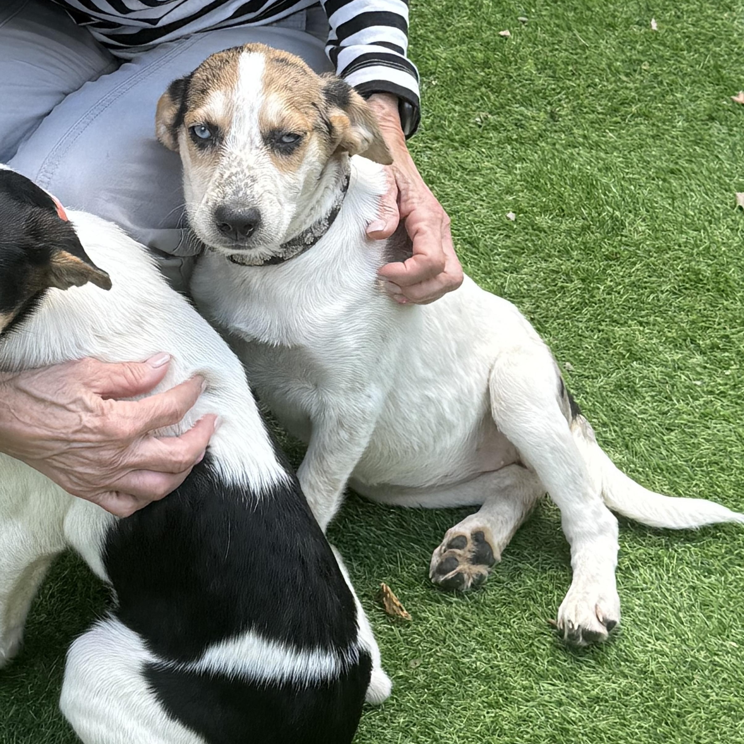 Enlarge Rose, a Adoptable mixed breed in Alexandria, VA image 4/6