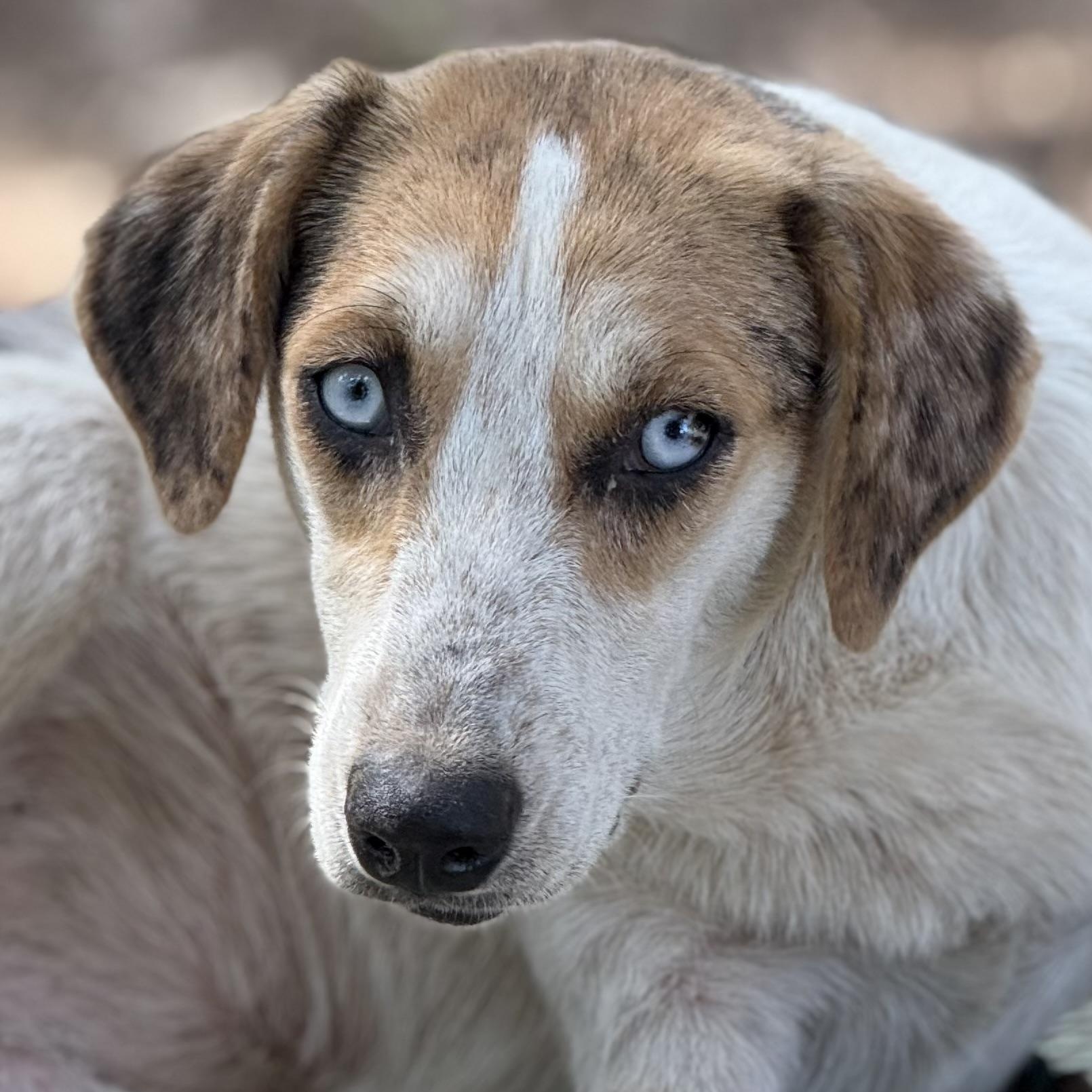 Enlarge Rose, a Adoptable mixed breed in Alexandria, VA image 6/6