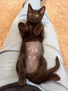 Enlarge Gretchen Wieners, a Adoptable Domestic Short Hair in Portland, OR image 2/2