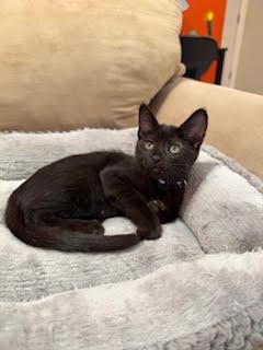 Gretchen Wieners, Adoptable, Kitten Female Domestic Short Hair.